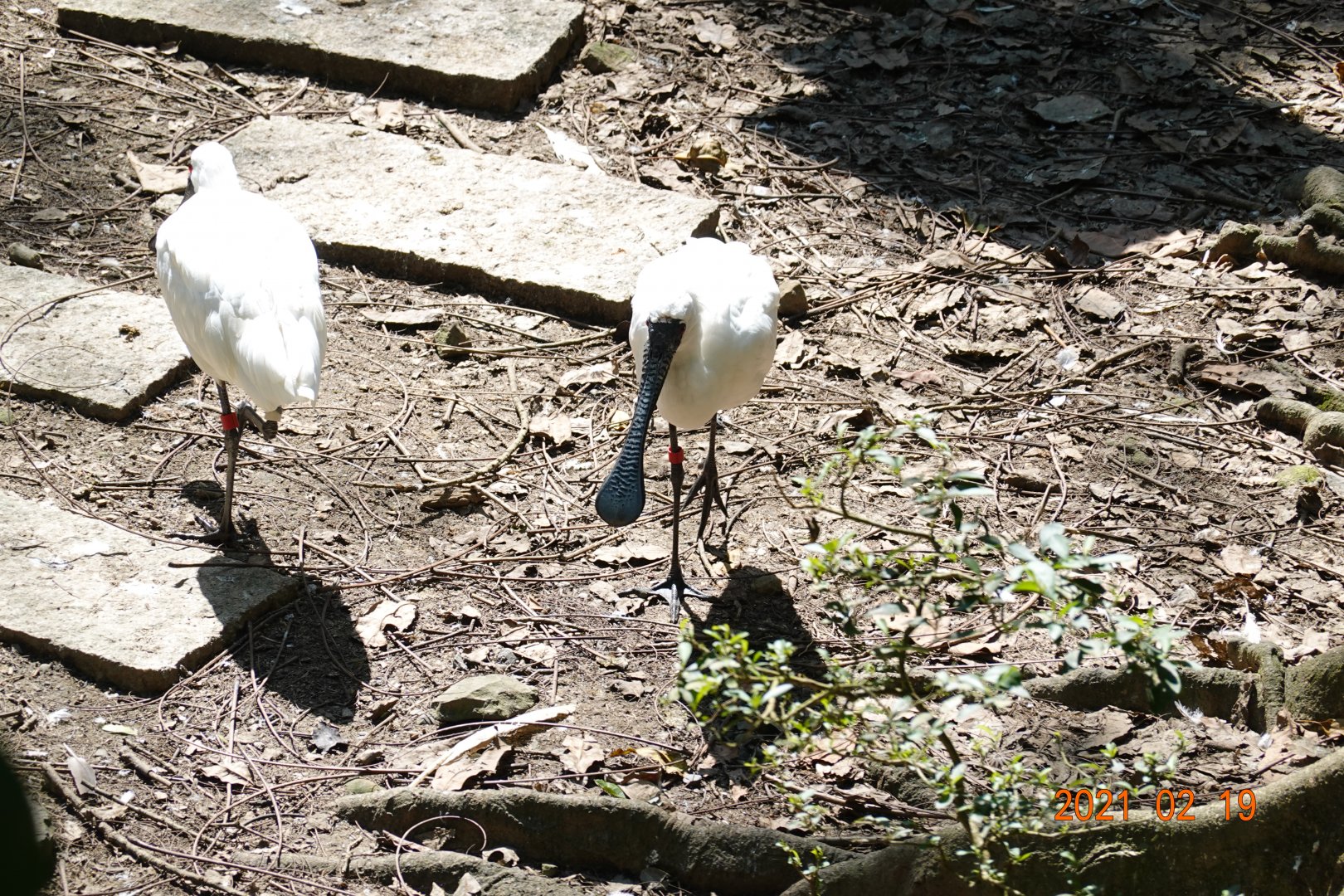 Black-faced Spoonbill (Platalea minor)