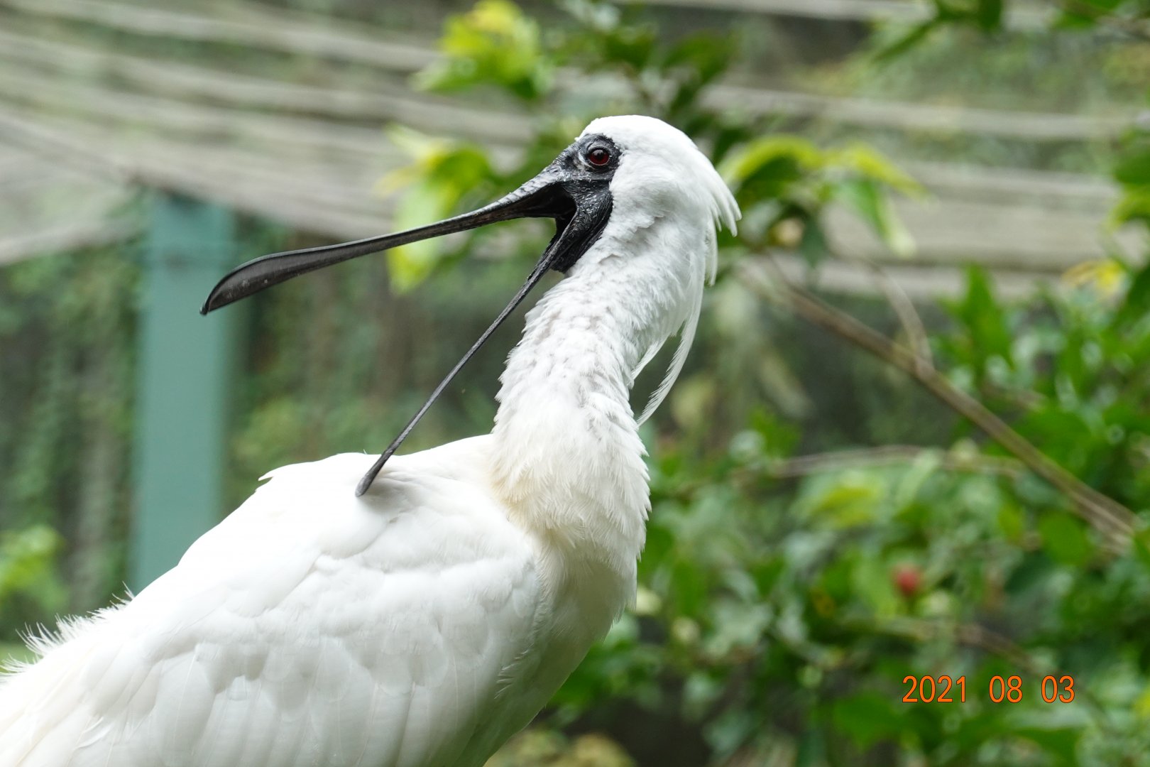 Black-faced Spoonbill (Platalea minor)