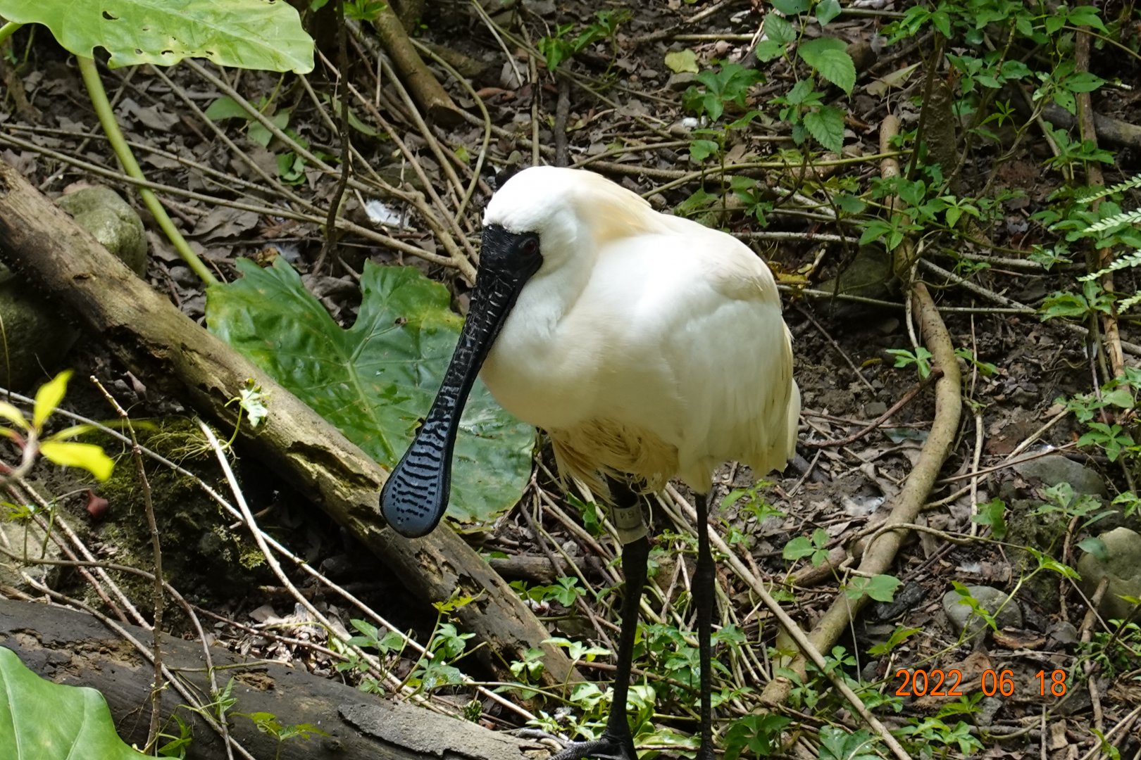 Black-faced Spoonbill (Platalea minor)