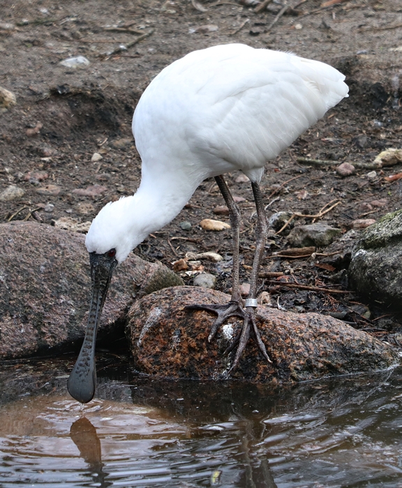Black-faced spoonbill (Platalea minor)