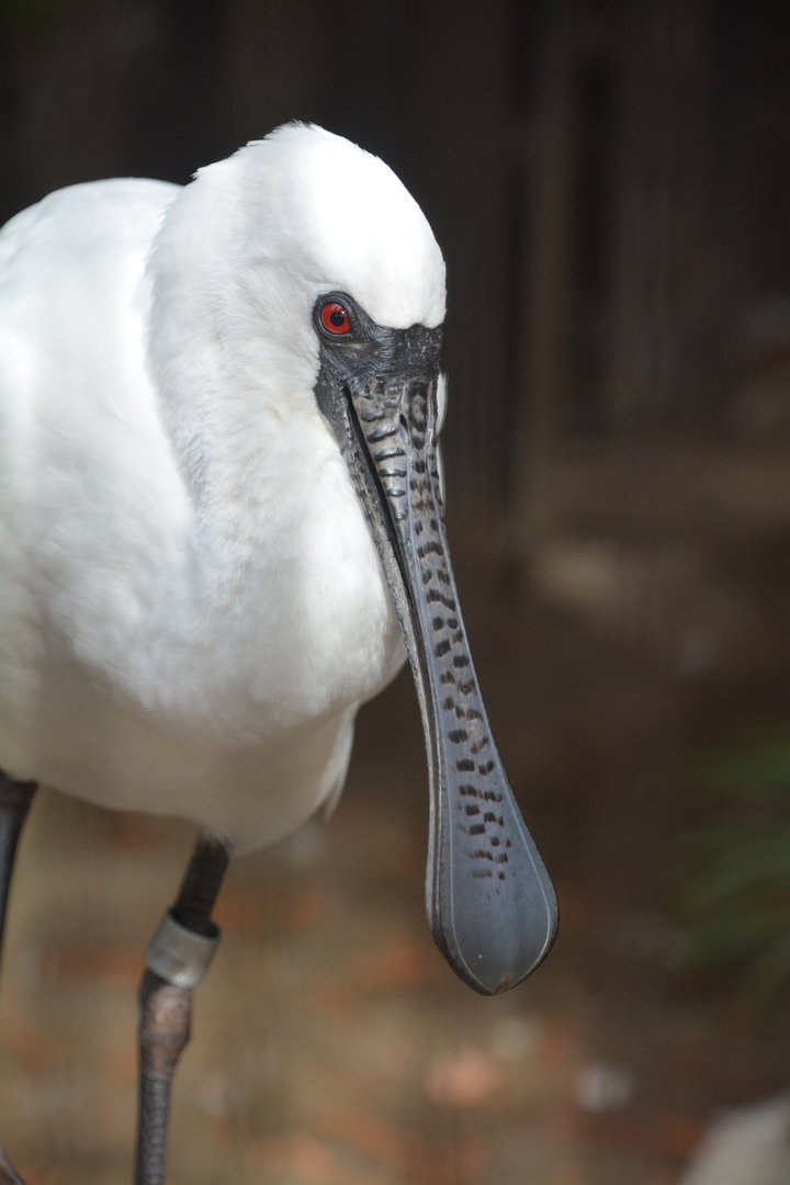 Black-faced spoonbill (Platalea minor)