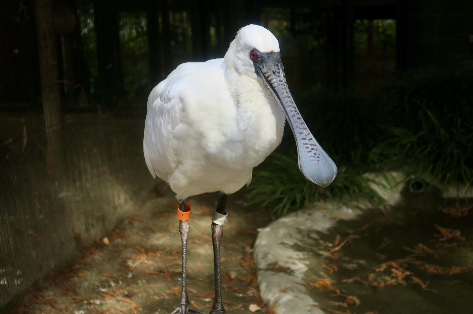 Black-Faced Spoonbill (Platalea minor)