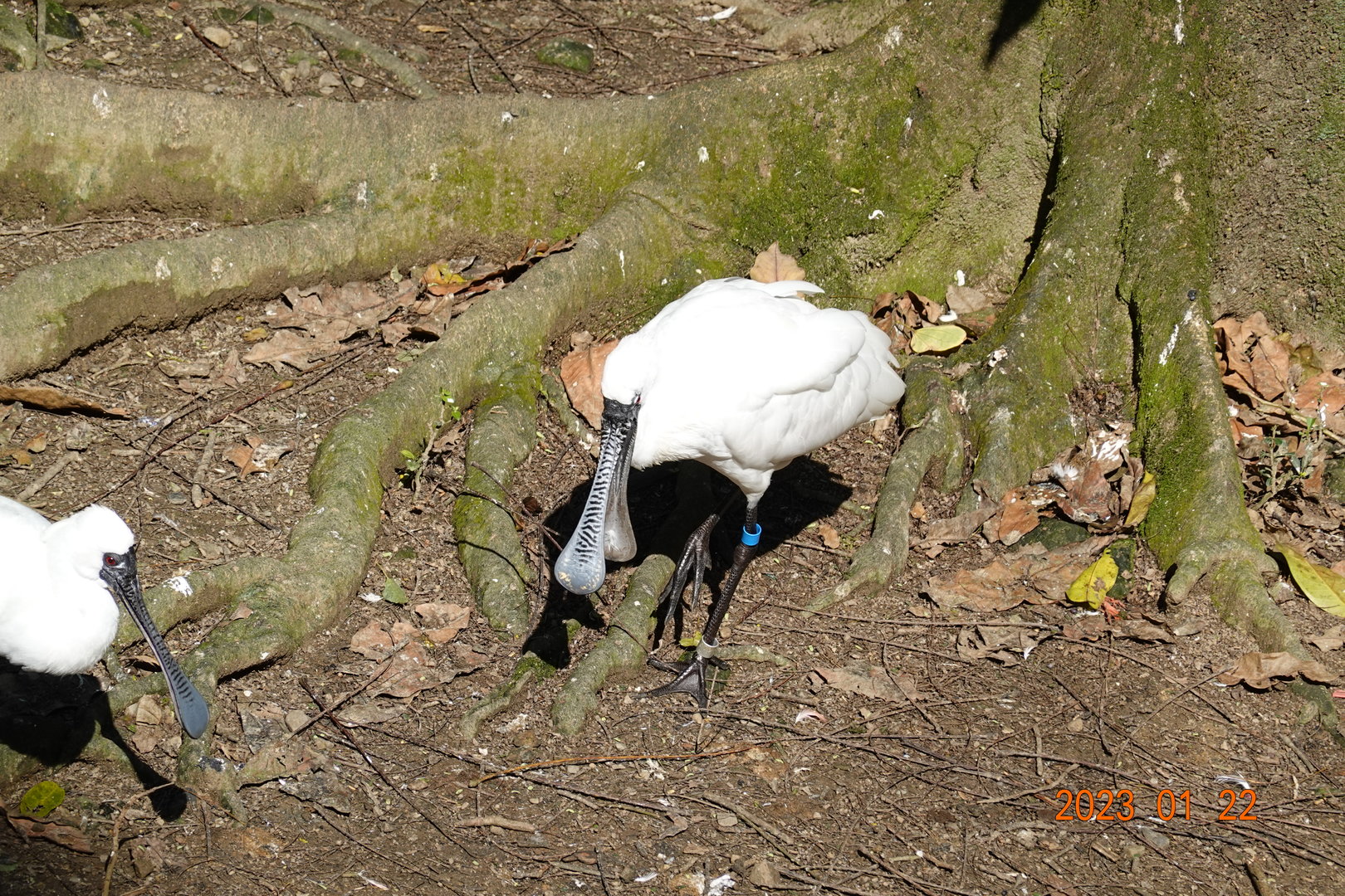 Black-faced Spoonbill (Platalea minor)