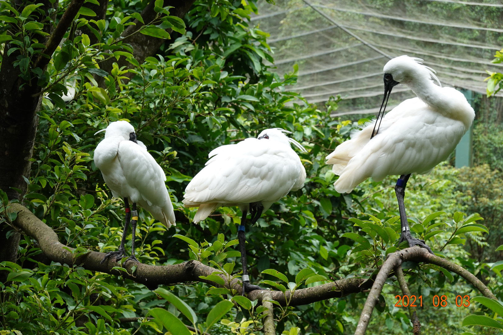 Black-faced Spoonbill (Platalea minor)