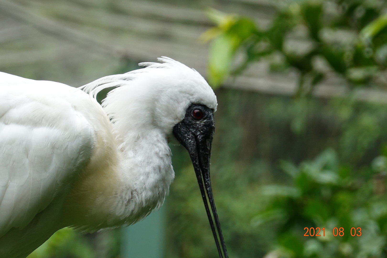 Black-faced Spoonbill (Platalea minor)