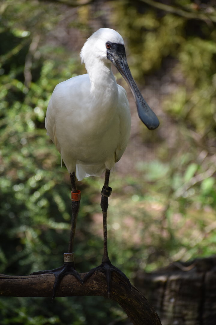 Black-faced Spoonbill - Platalea minor