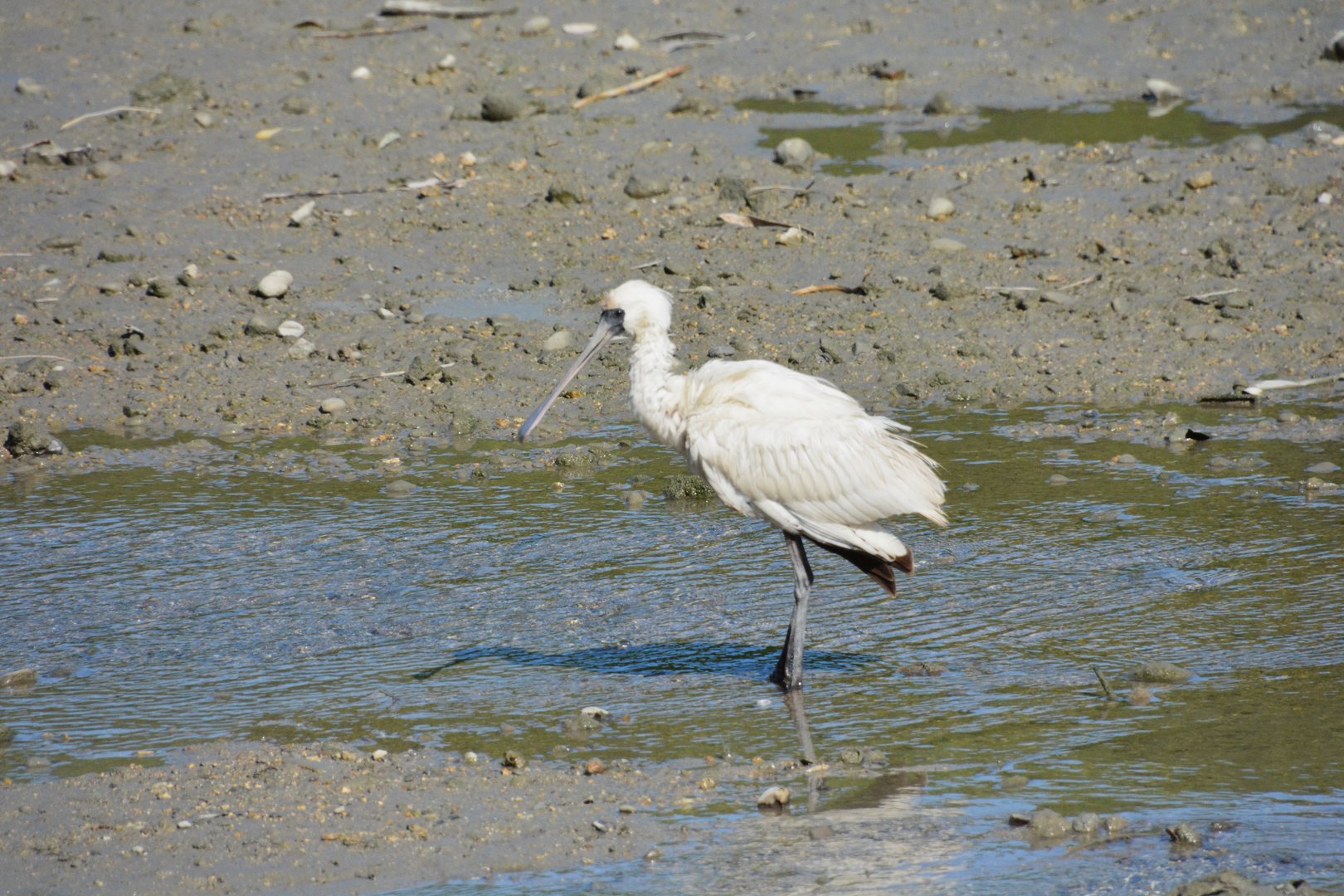 Black-faced spoonbill (Platalea minor)