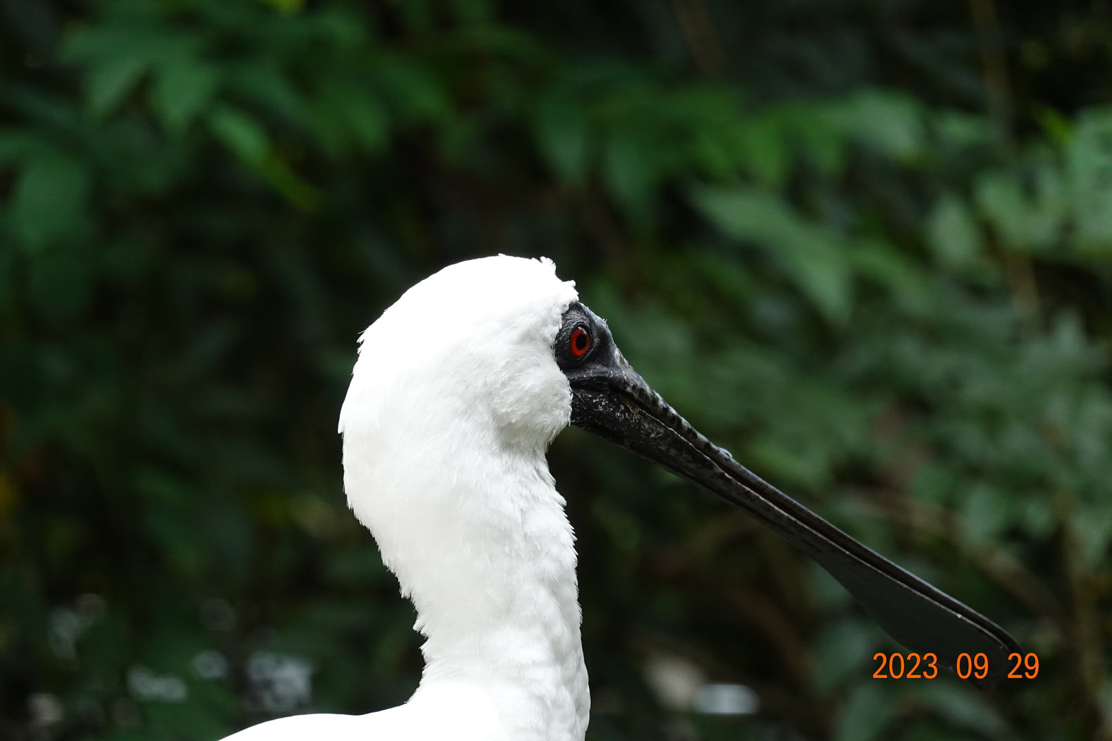 Black-faced Spoonbill (Platalea minor)
