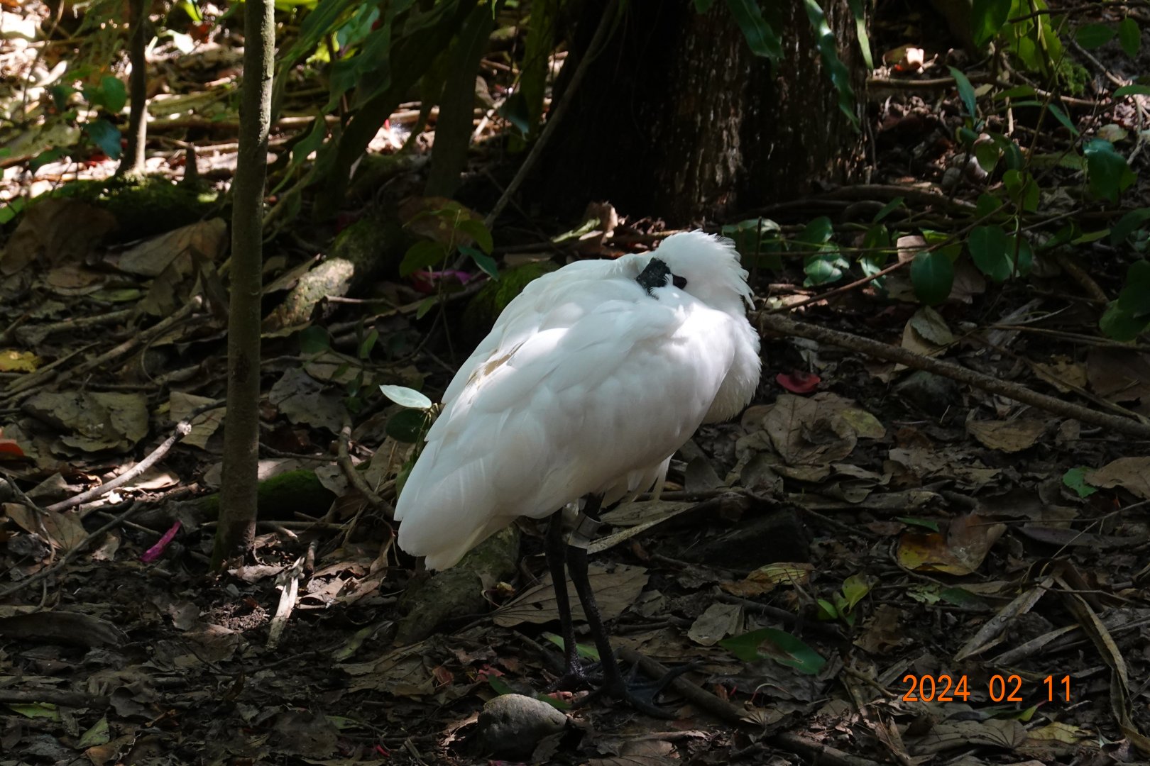 Black-faced Spoonbill (Platalea minor)