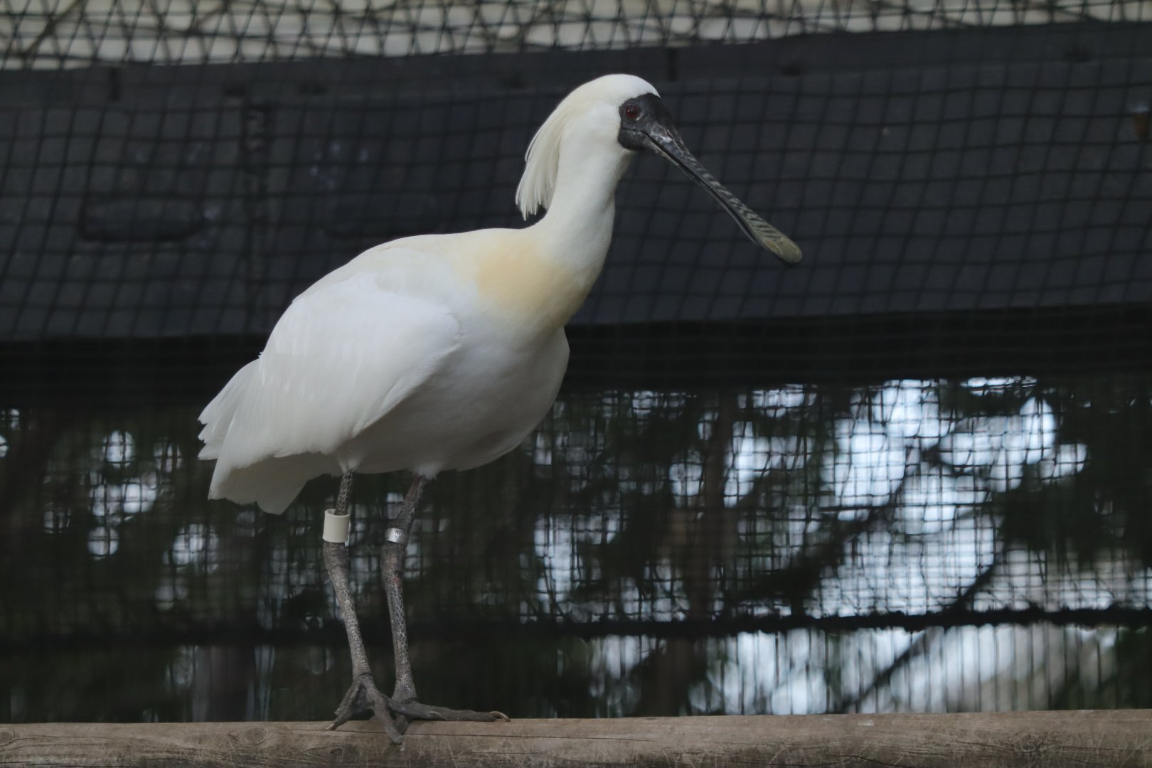 Black-faced spoonbill (Platalea minor)