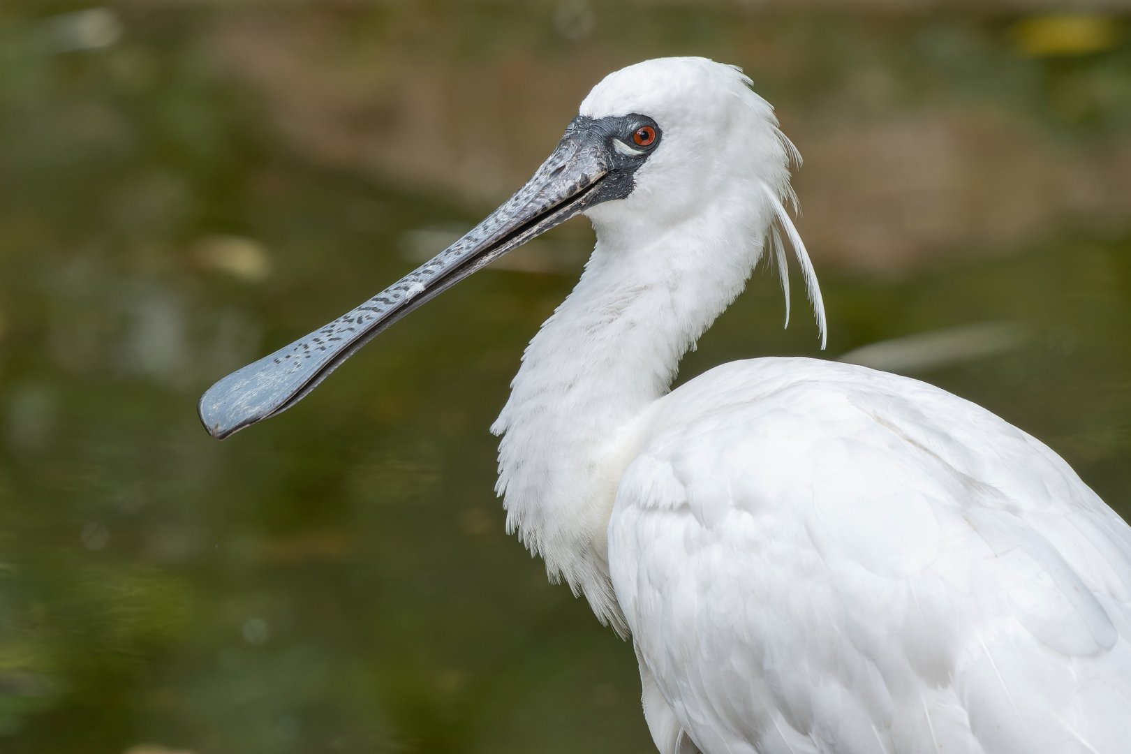 Black-faced spoonbill (Platalea minor)