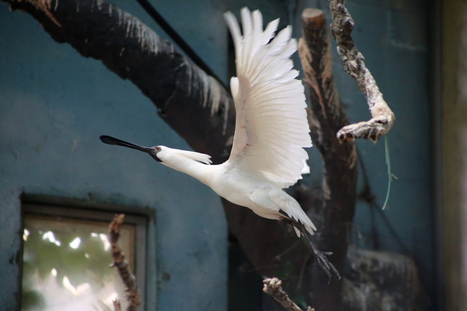 Black-faced Spoonbill (Platalea minor)
