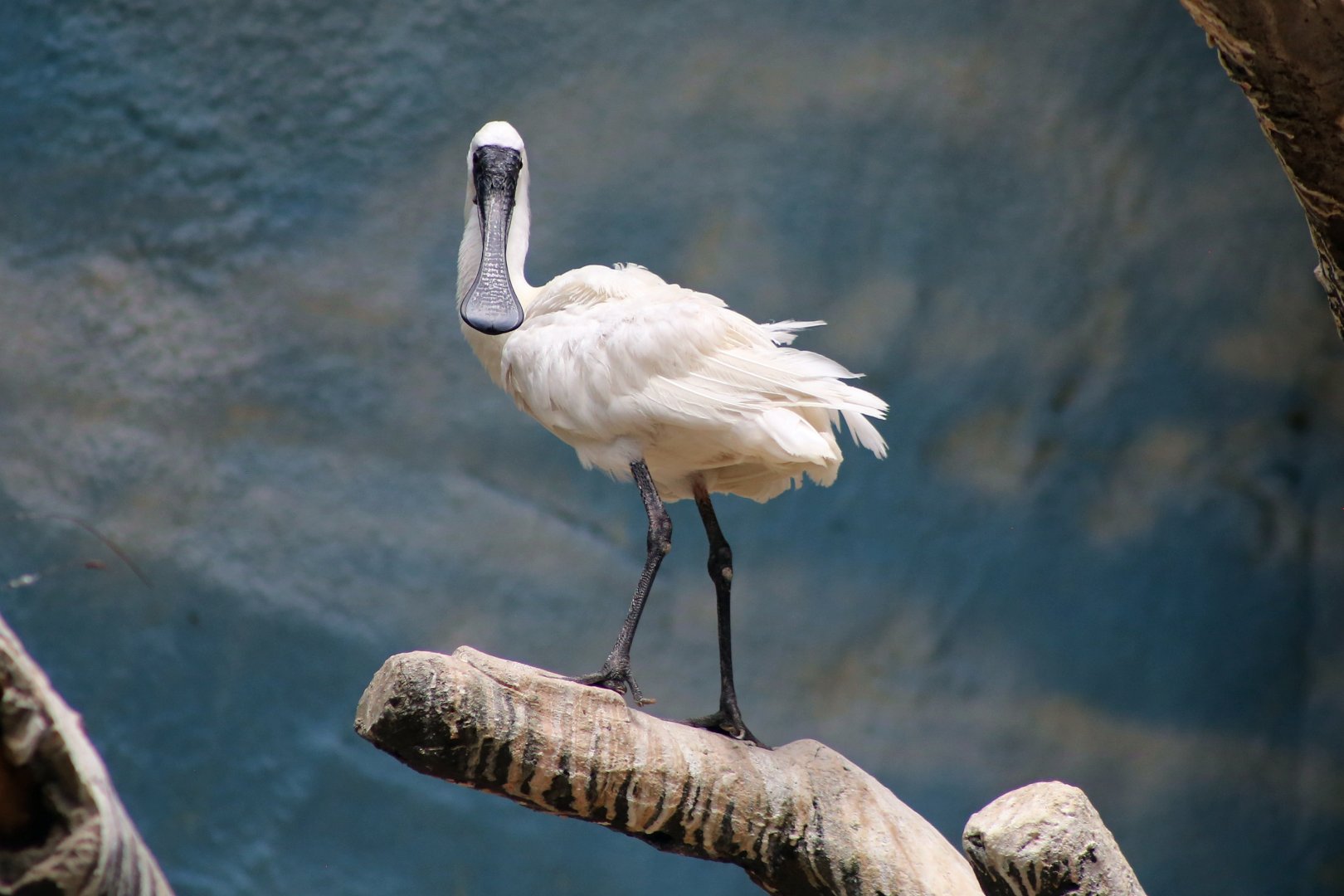 Black-faced Spoonbill (Platalea minor)