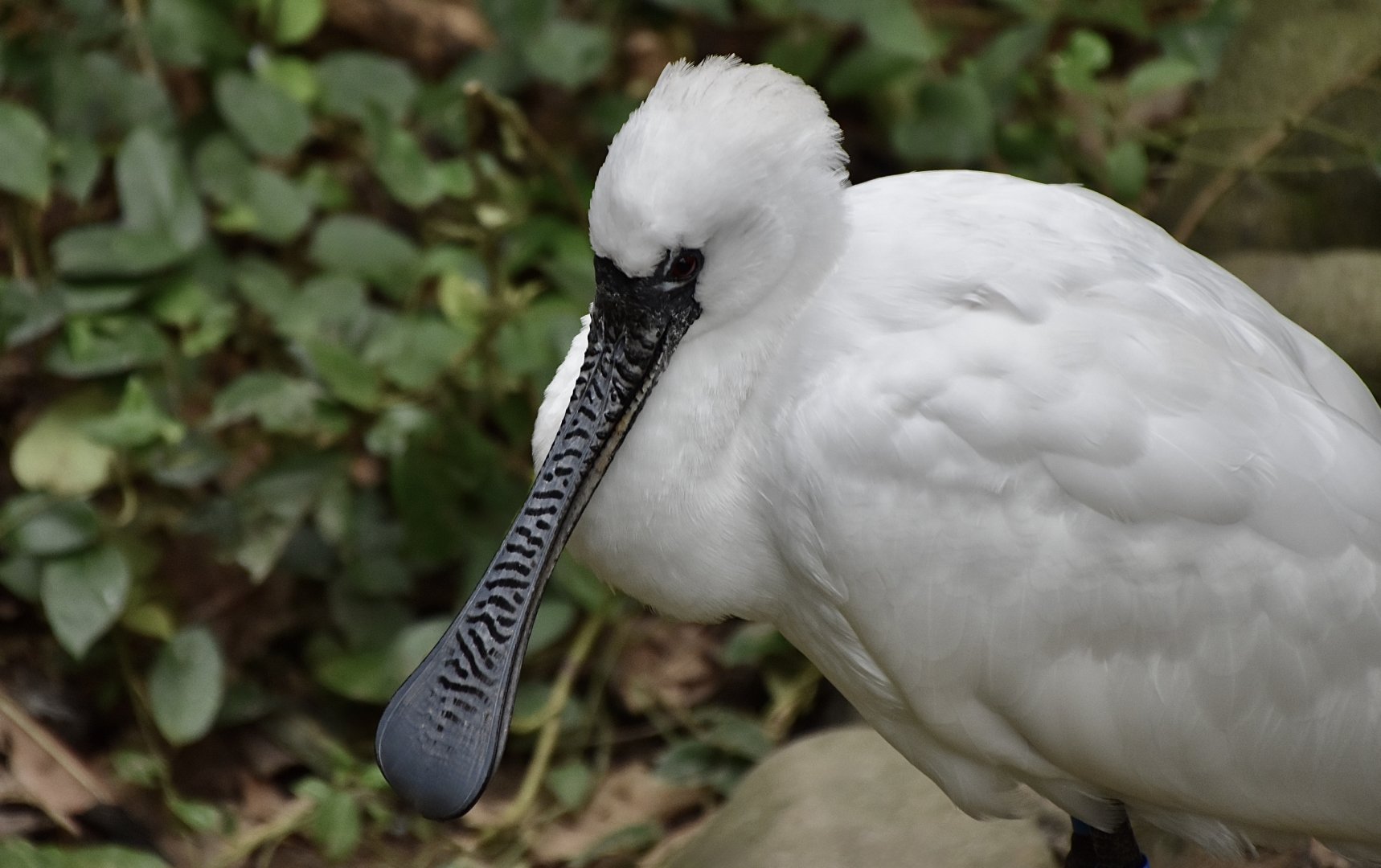 Black-Faced Spoonbill (Platalea minor)