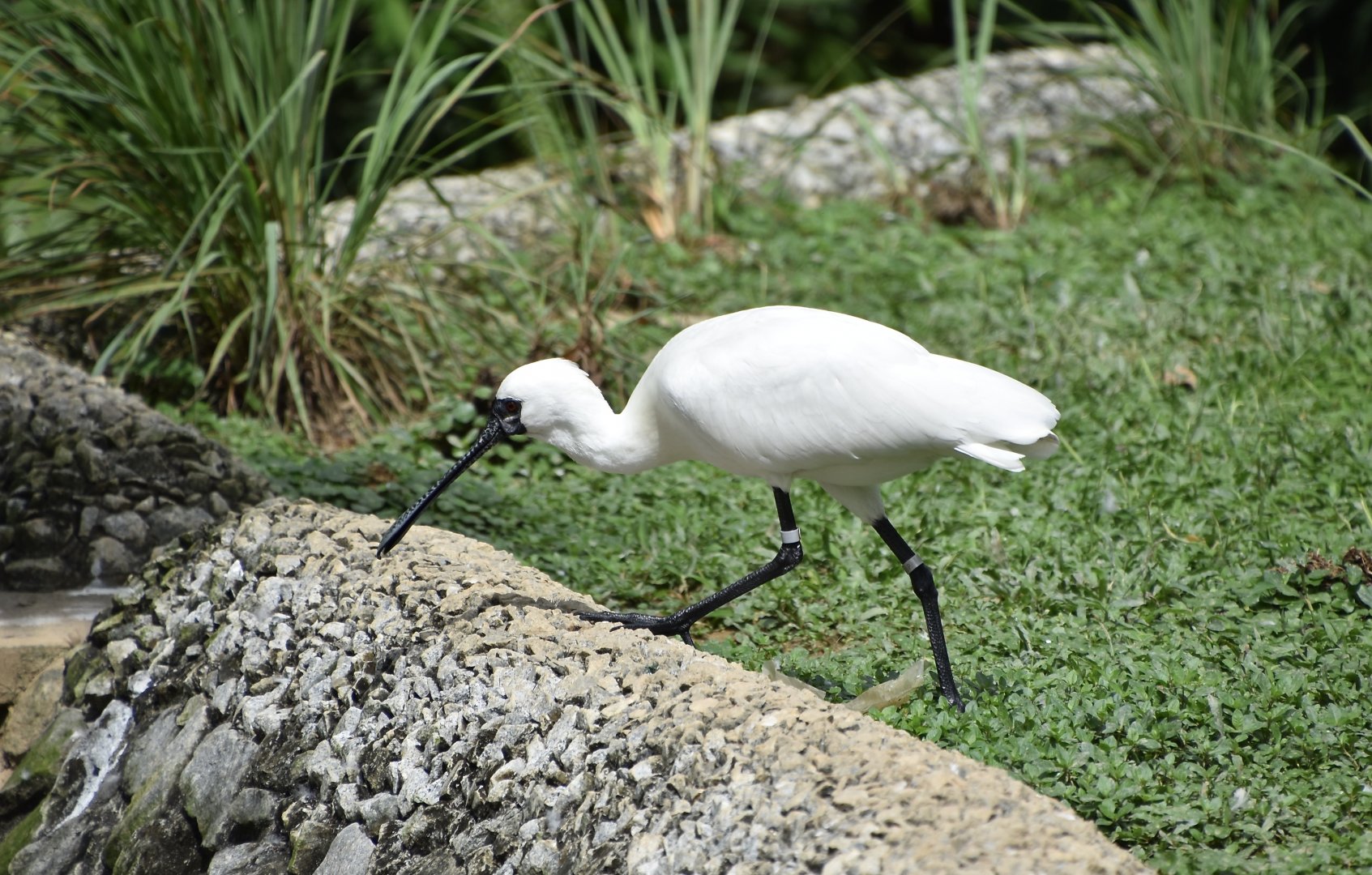 Black-Faced Spoonbill (Platalea minor)