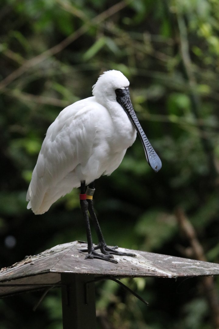 Black-faced spoonbill (Platalea minor)