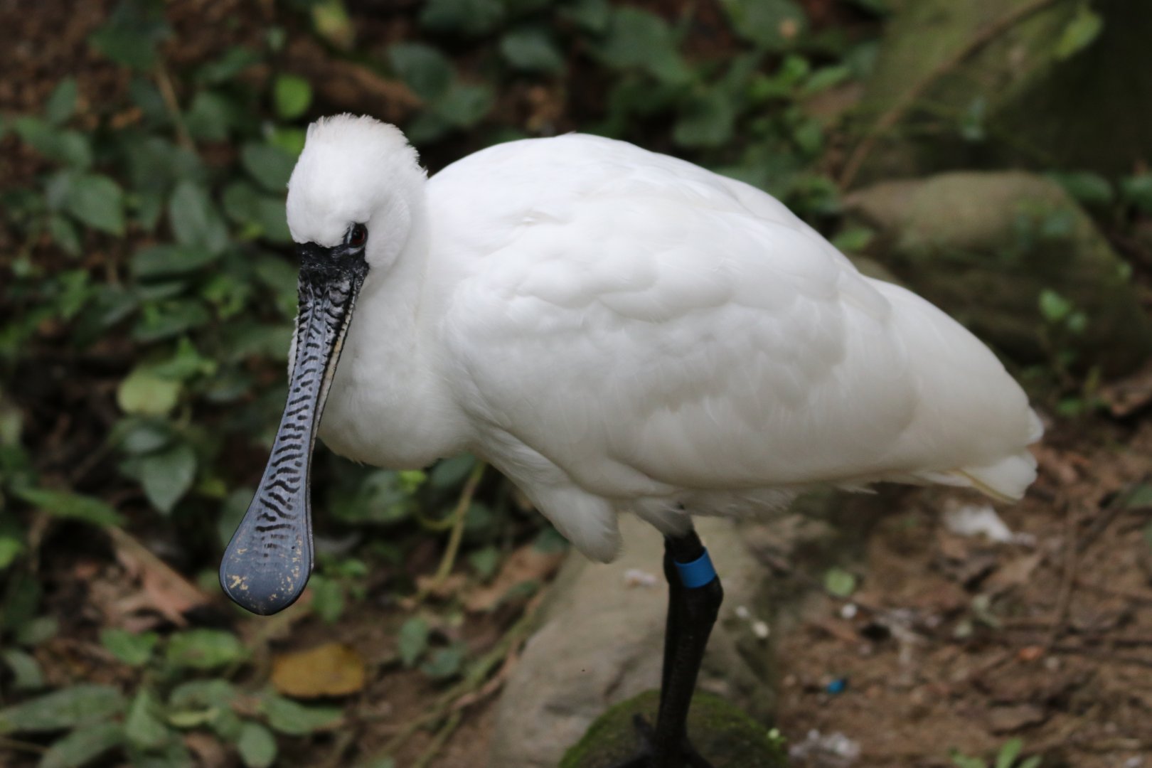 Black-faced spoonbill (Platalea minor)