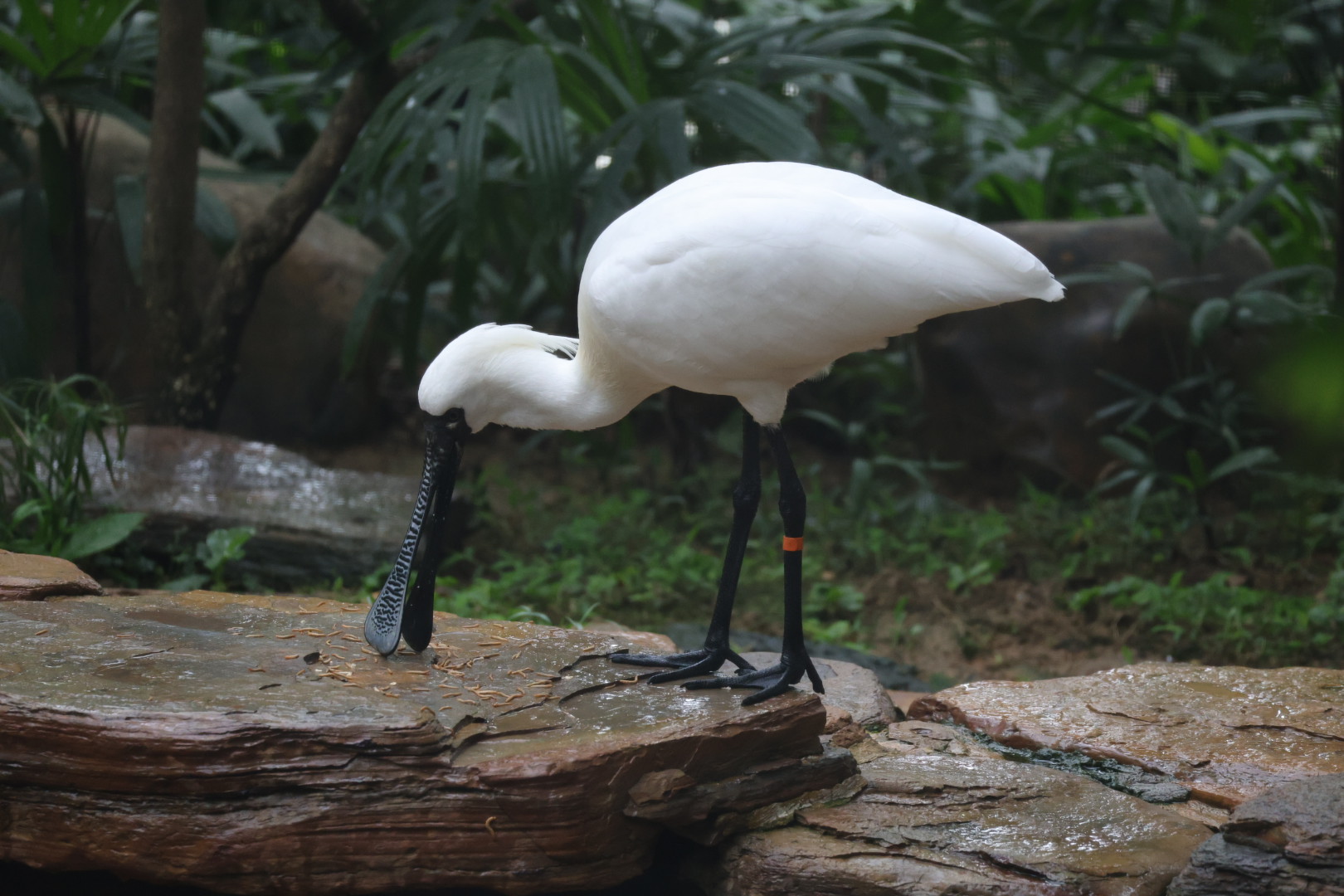 Black-faced spoonbill (Platalea minor)