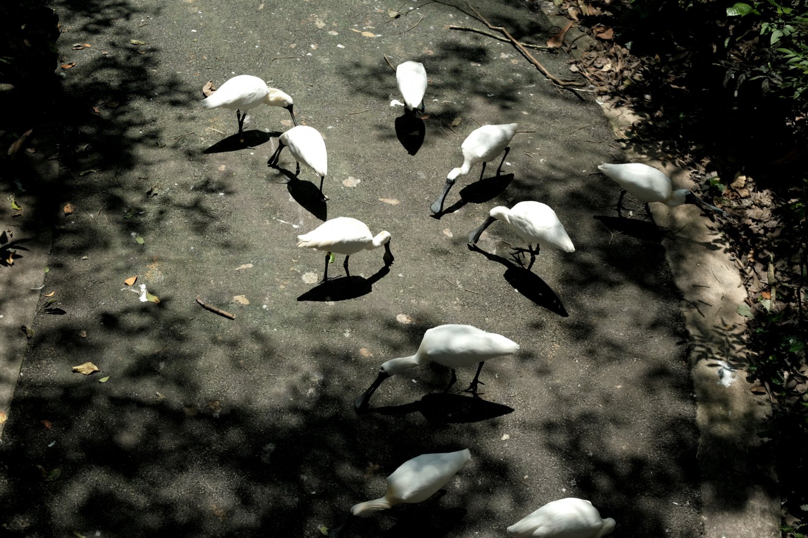 Black-faced Spoonbill (Platalea minor)