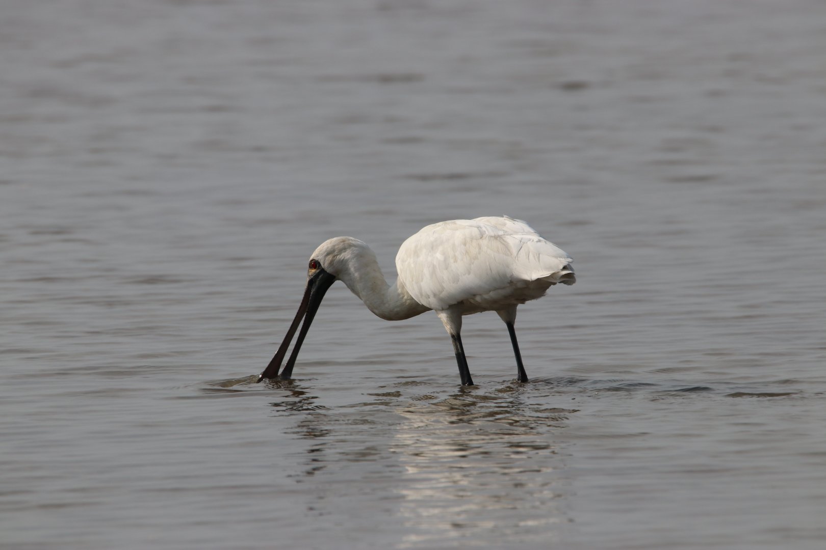 Black-faced Spoonbill (Platalea minor)
