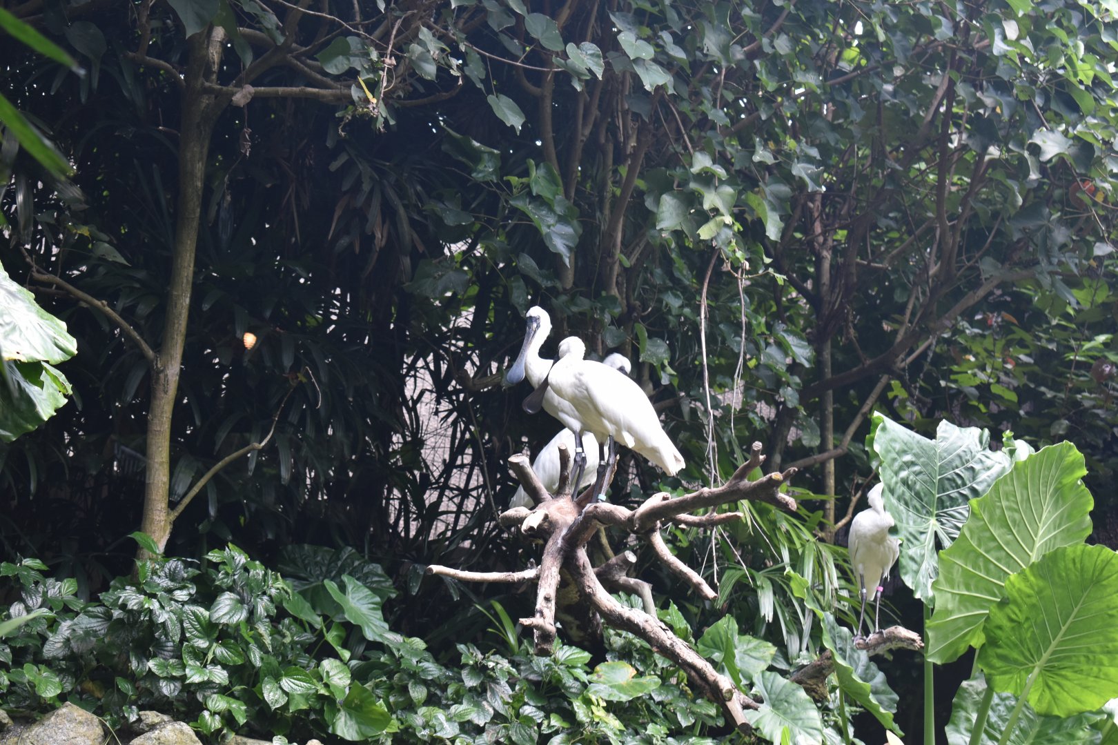 Black Faced Spoonbill ~ Singapore River Wonders