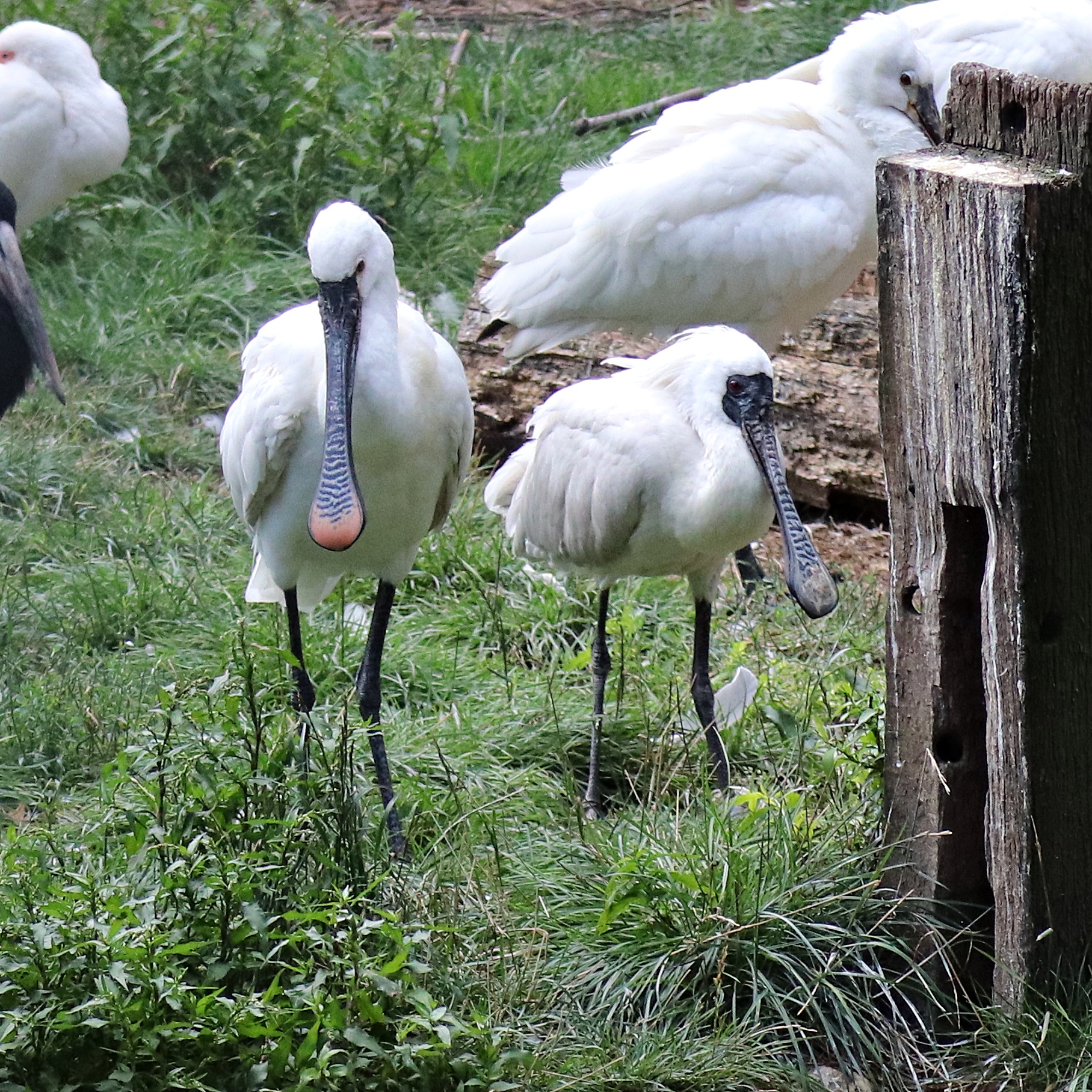Black-faced spoonbill  with Eurasian spoonbill