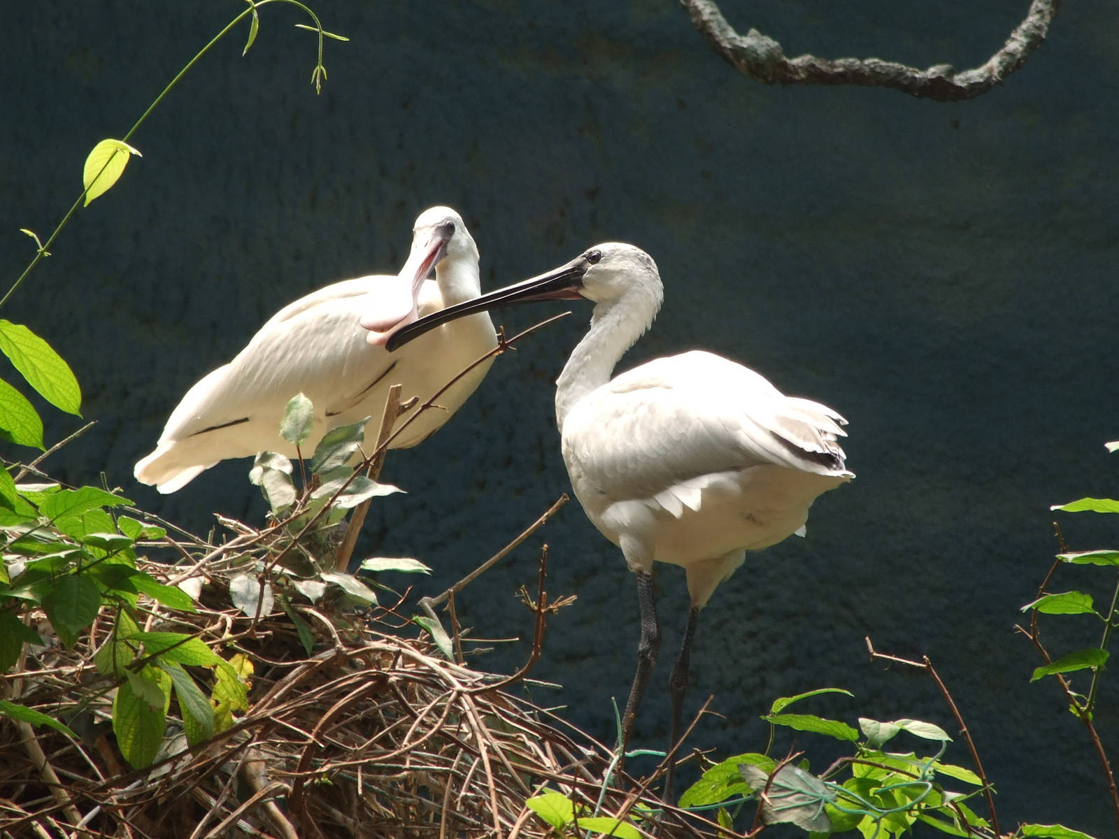 black-faced spoonbill X black-headed ibis hybrid, falls in love with an Eur