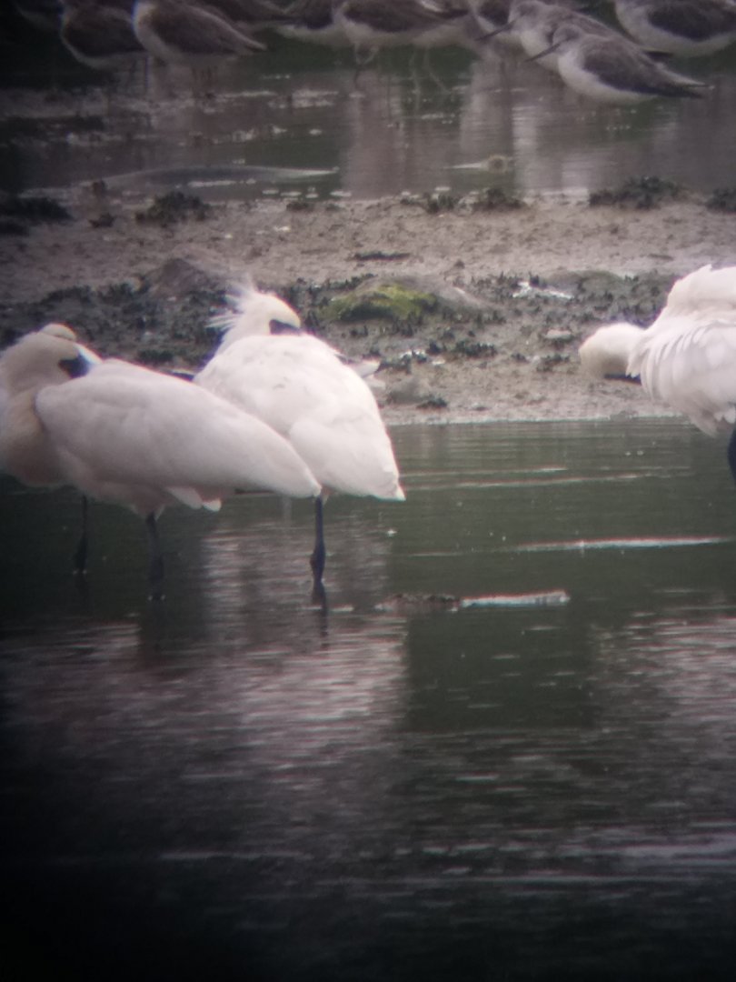 Black faced spoonbill