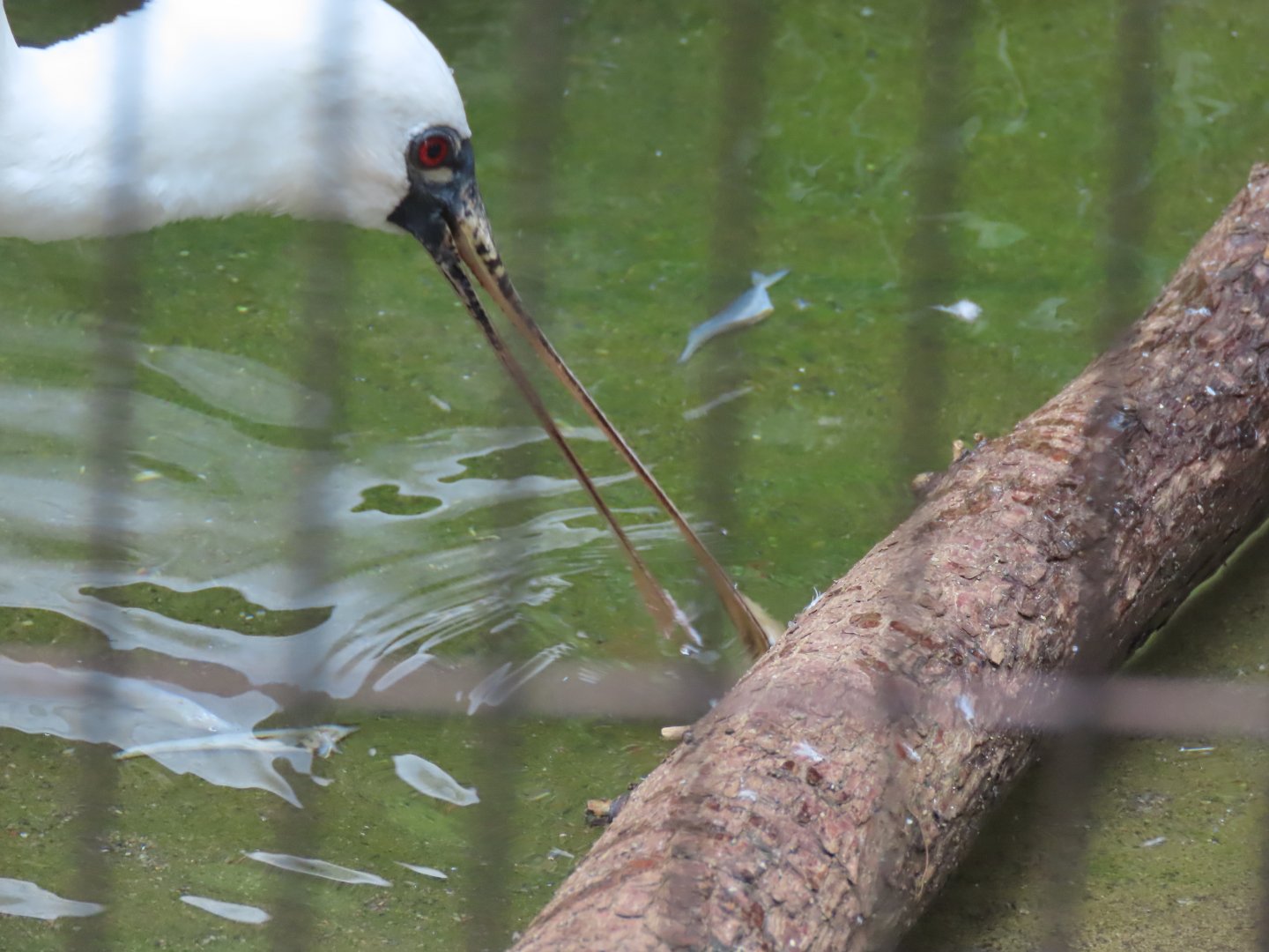 Black faced spoonbill