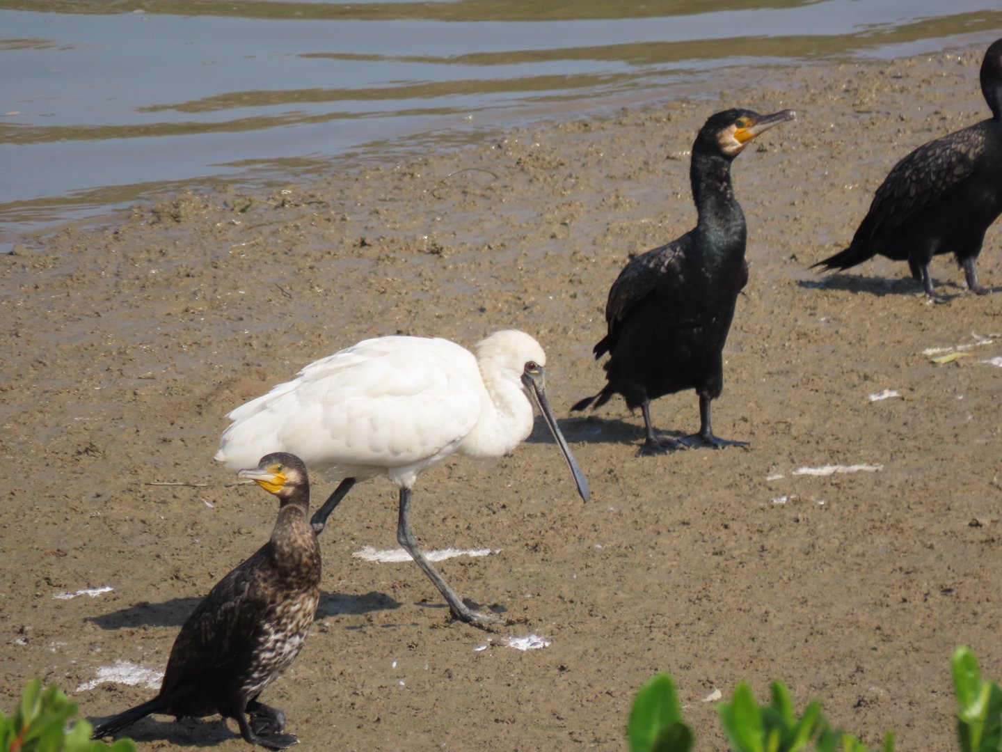 Black faced spoonbill