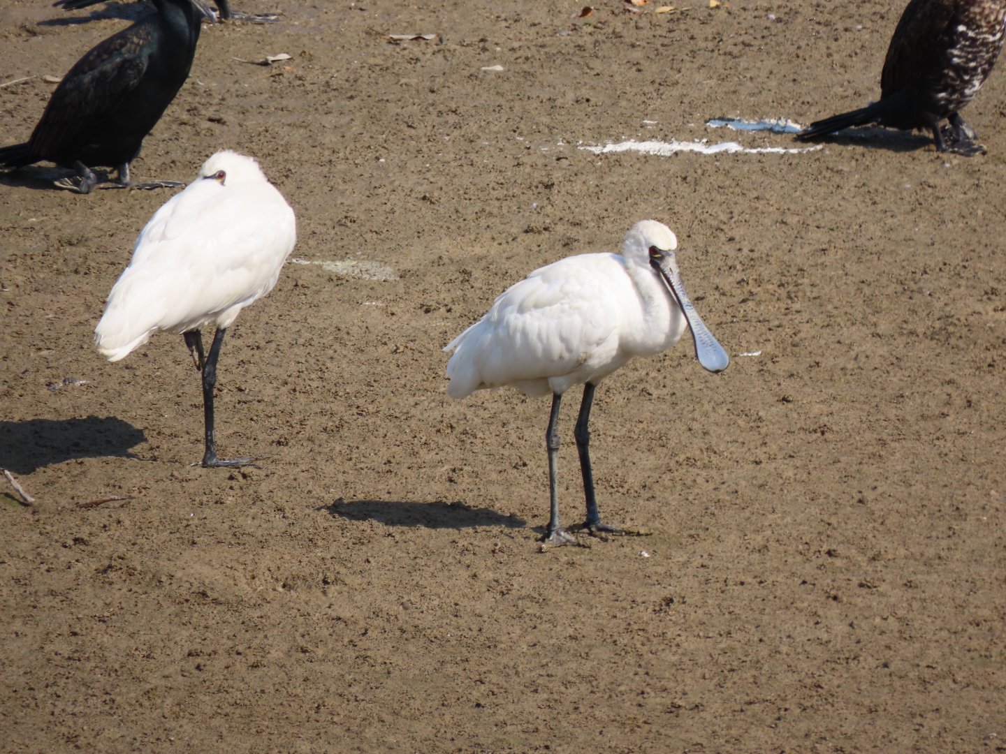 Black faced spoonbill