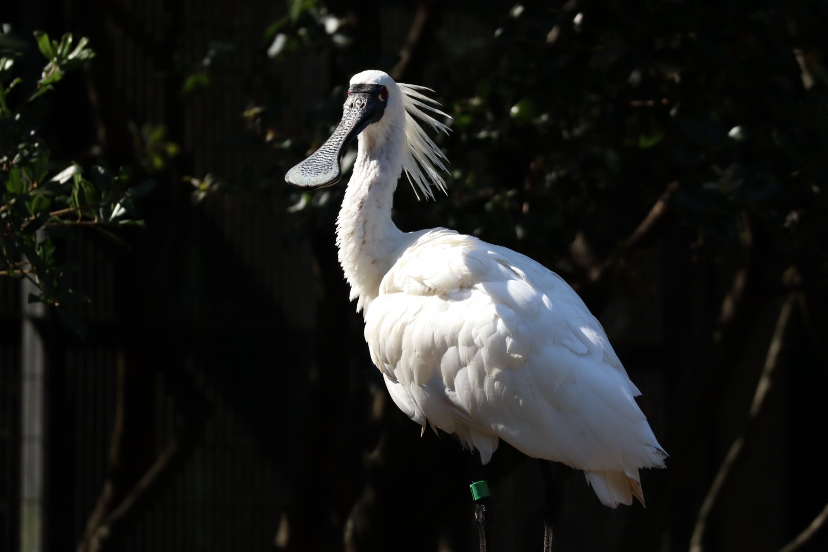 Black-Faced Spoonbill
