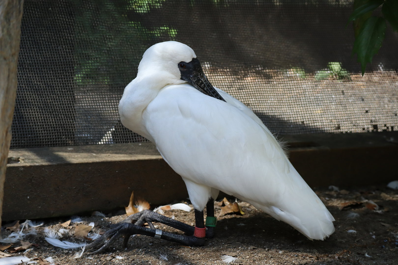 Black-faced spoonbill