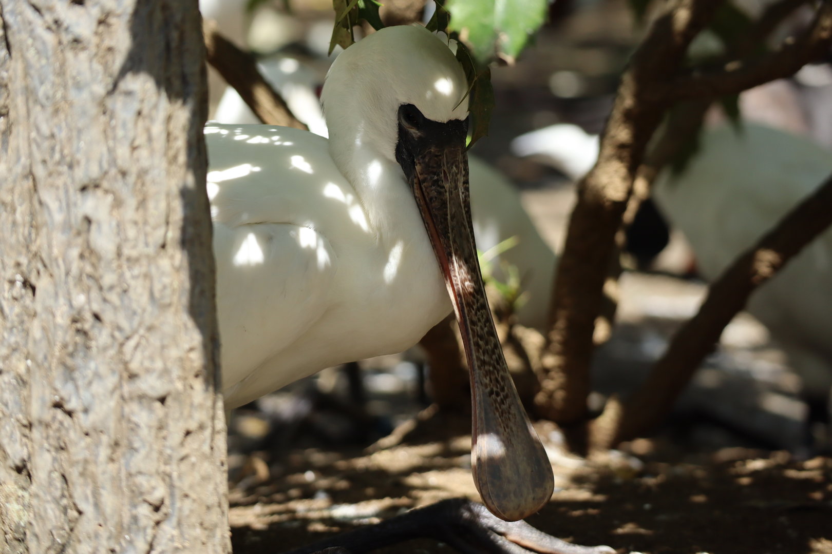 Black-faced spoonbill