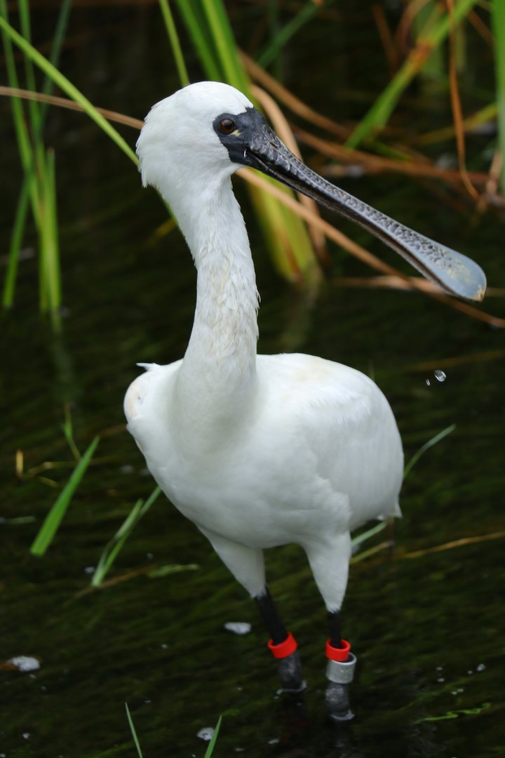 Black-faced spoonbill
