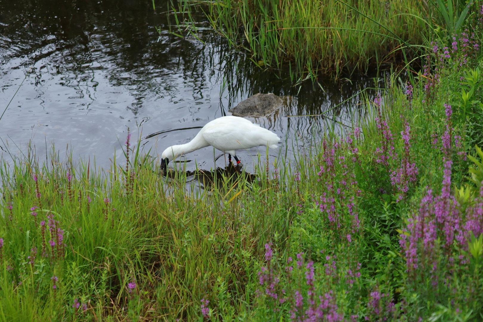 Black-faced spoonbill