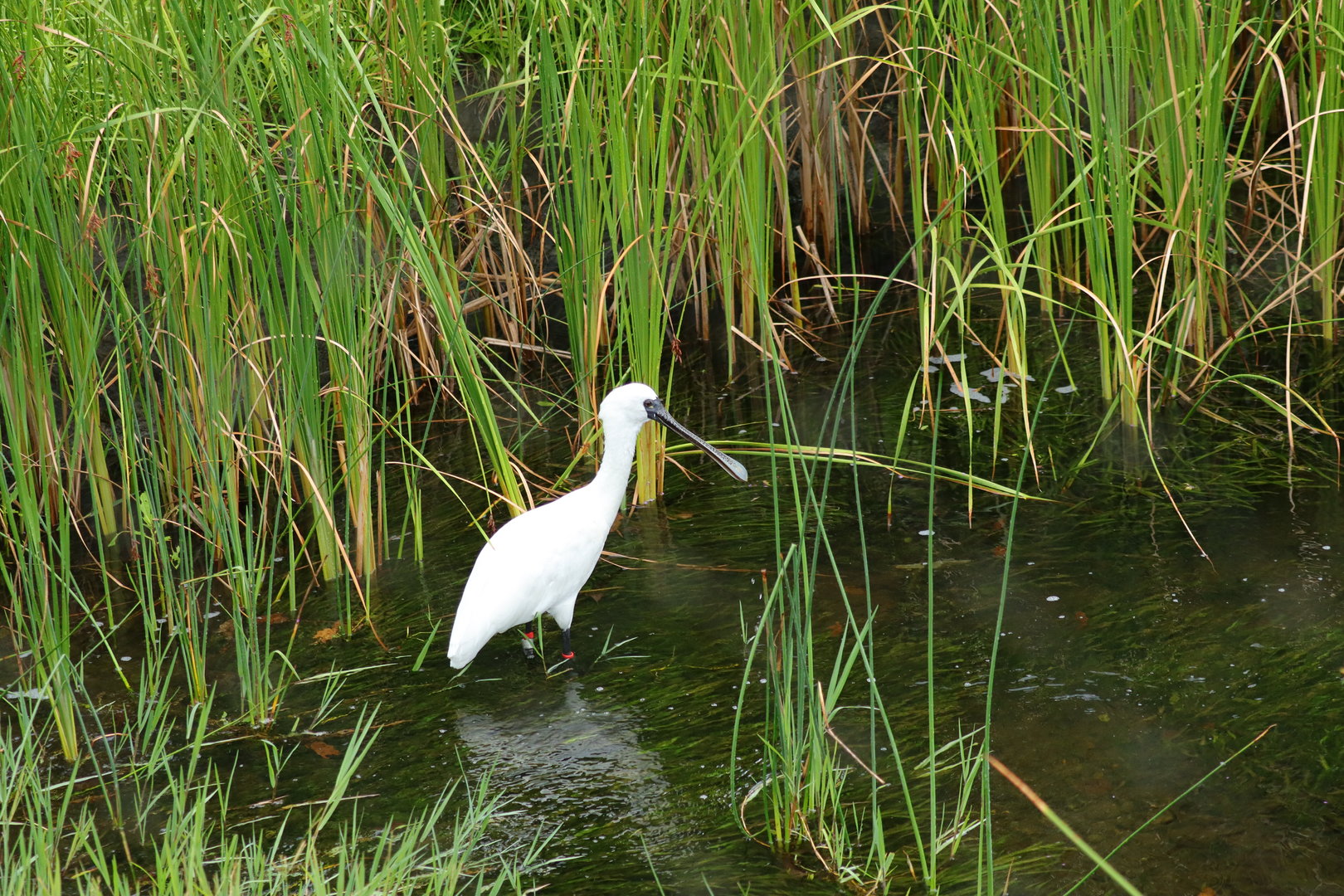Black-Faced spoonbill