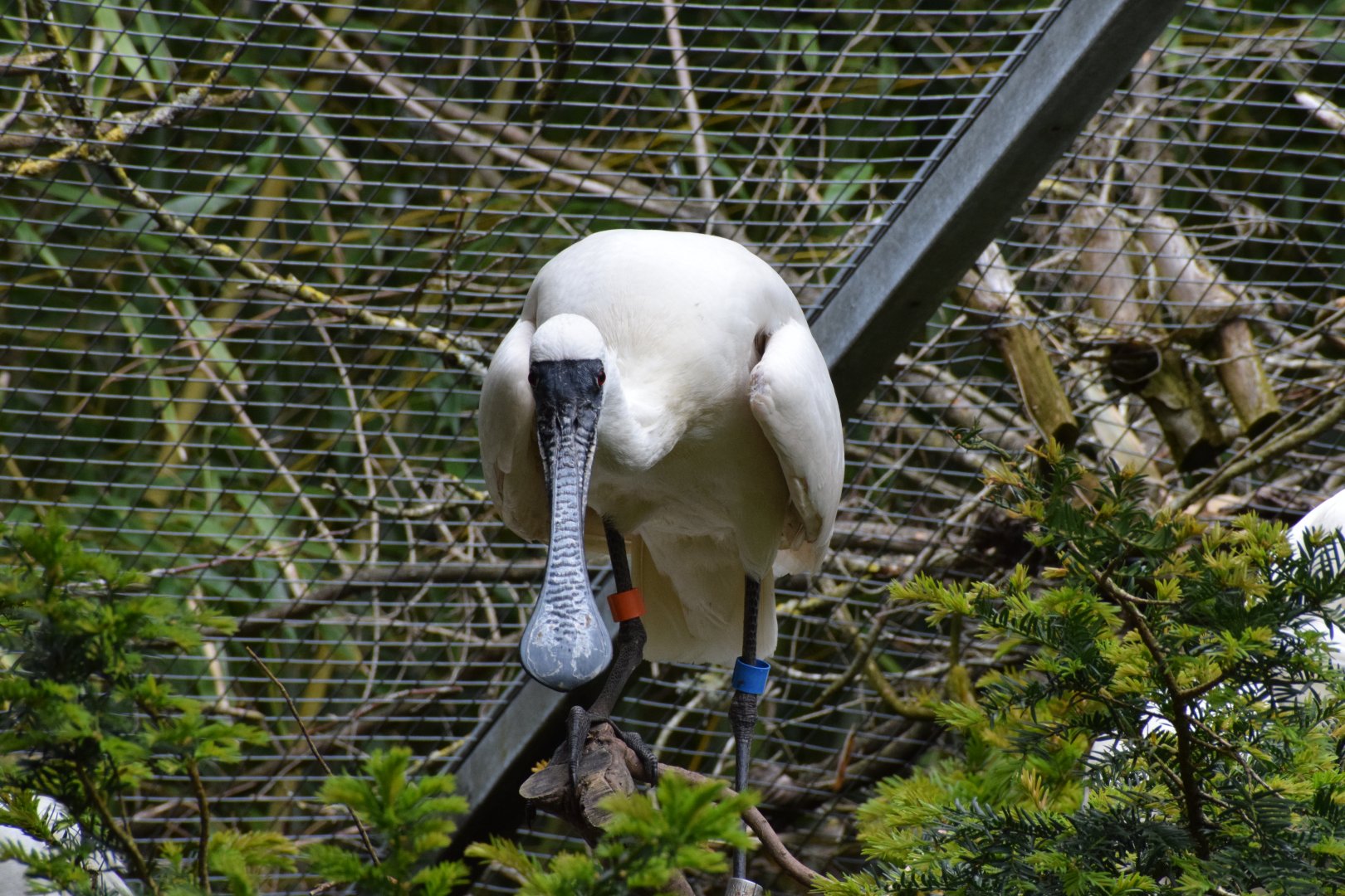Black-faced spoonbill