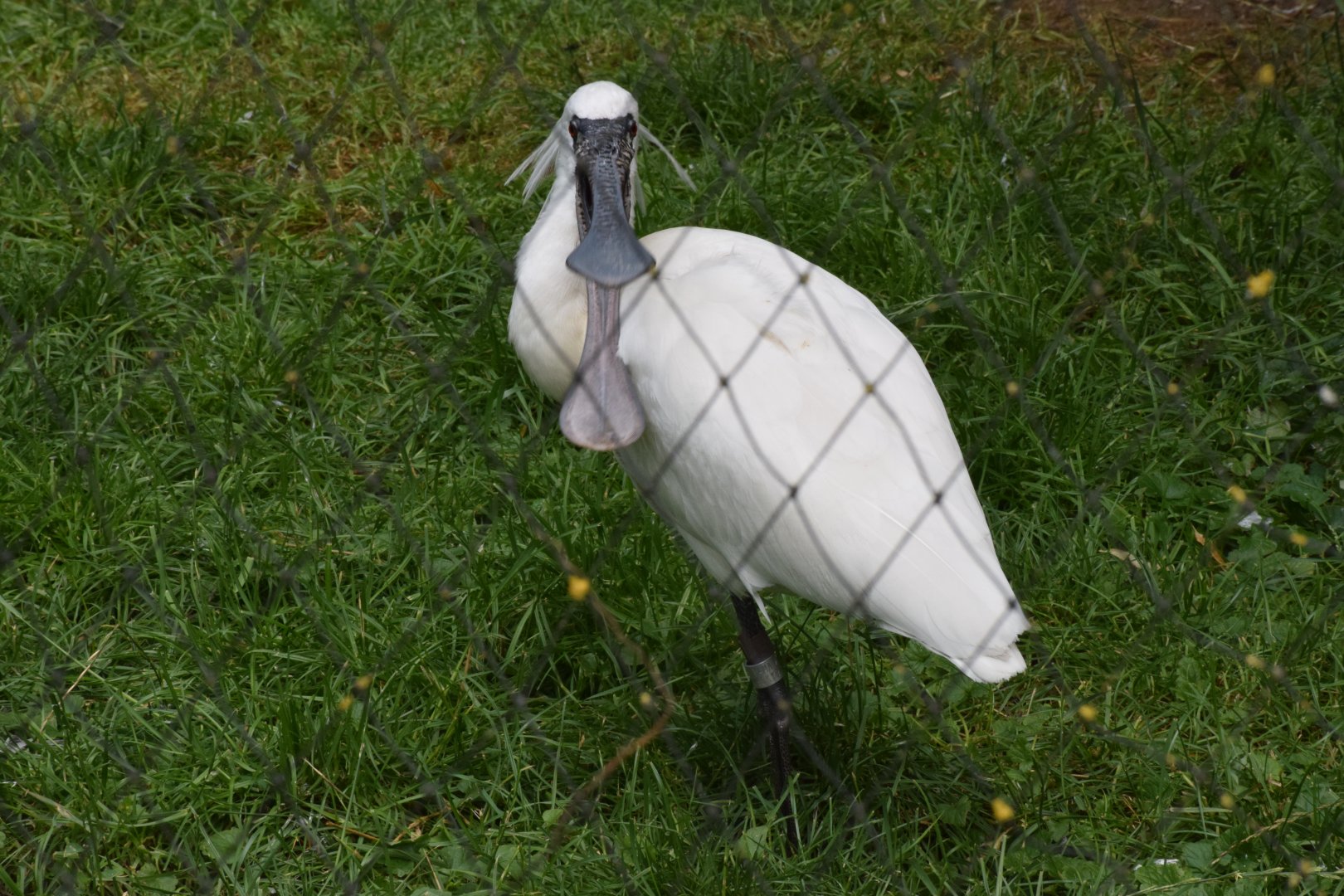 Black-faced spoonbill