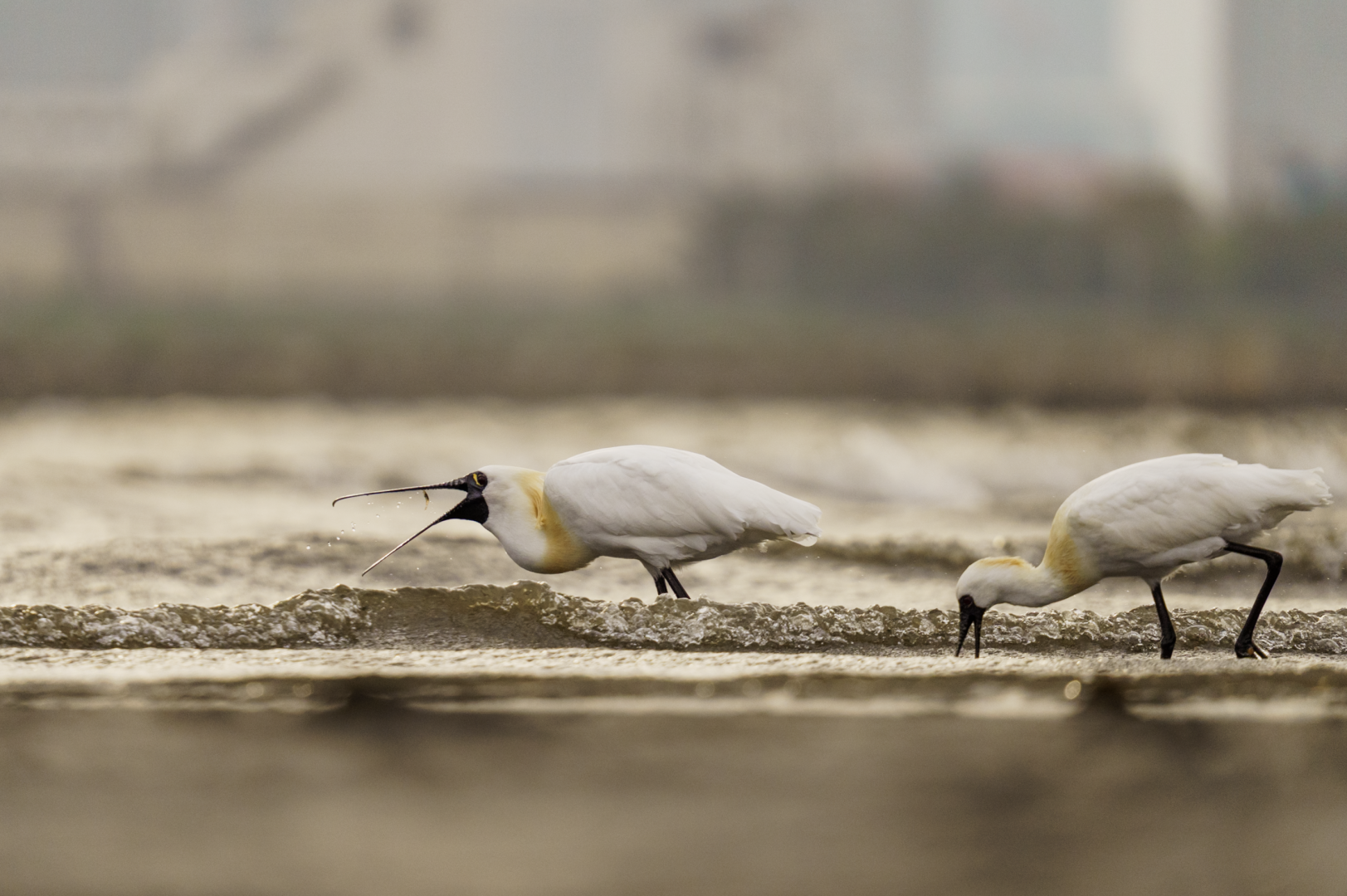 Black Faced Spoonbill