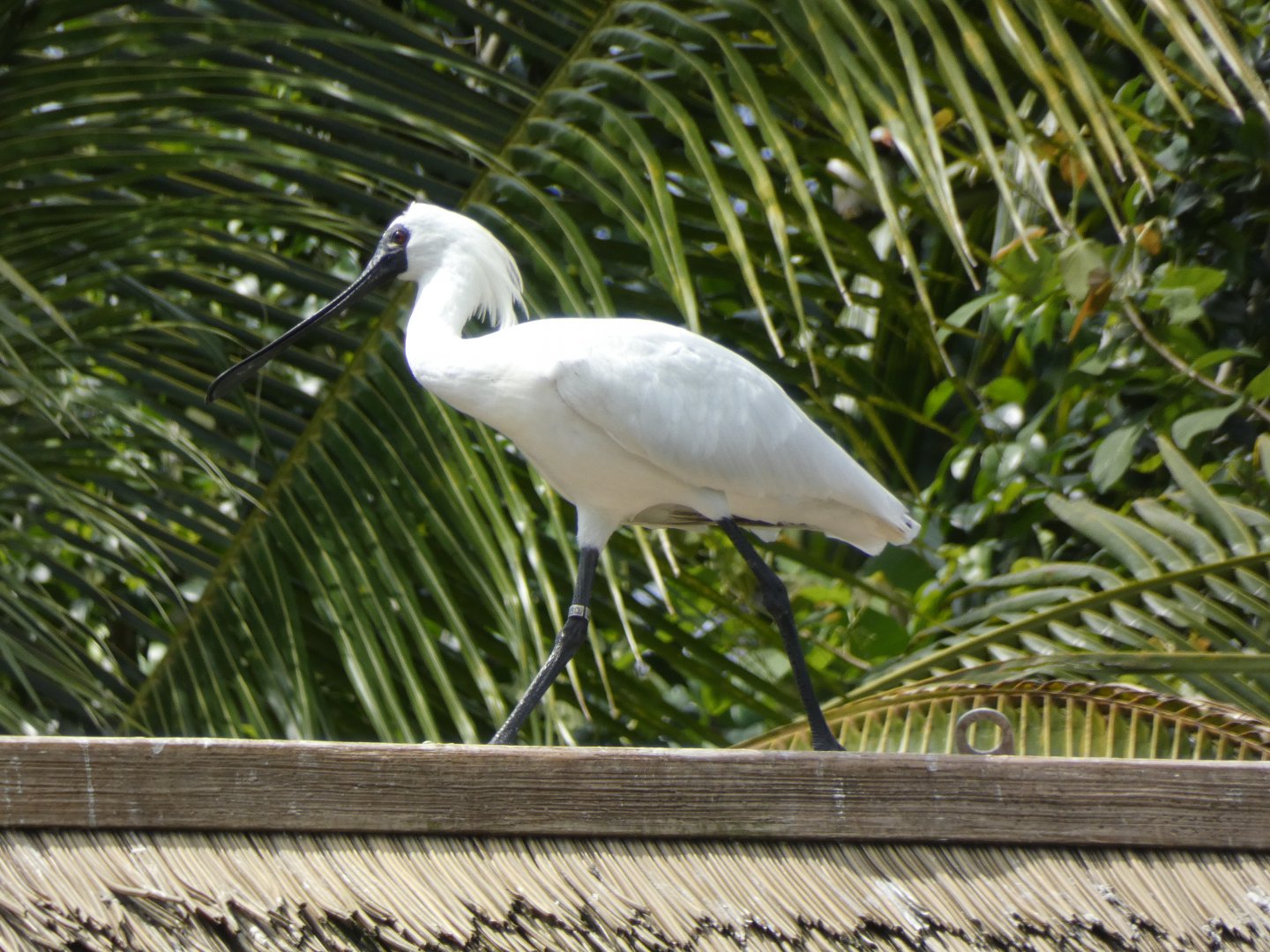 Black-faced Spoonbill