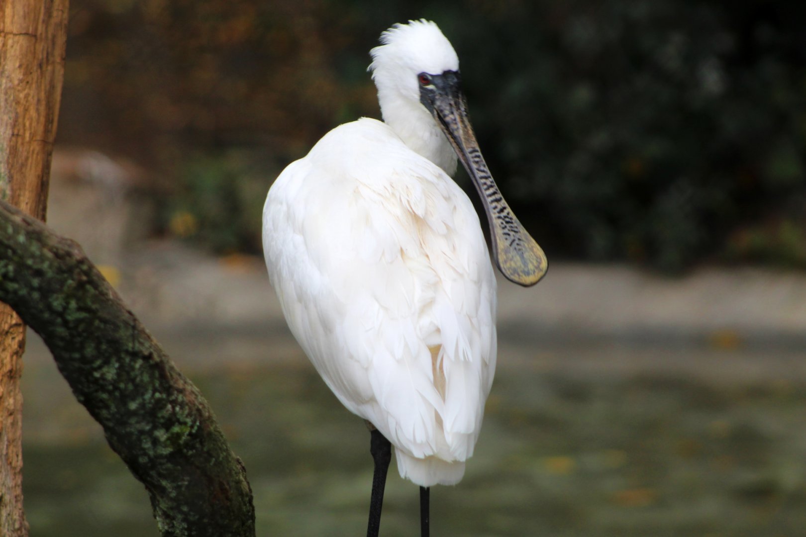 Black-faced Spoonbill