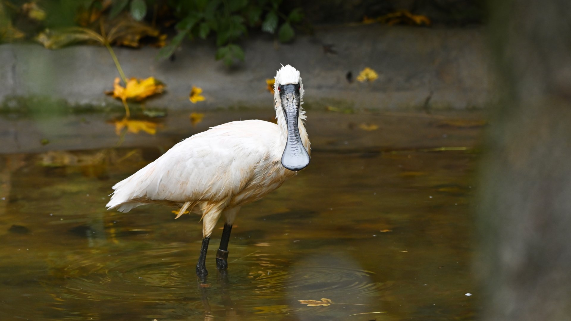 Black-faced spoonbill