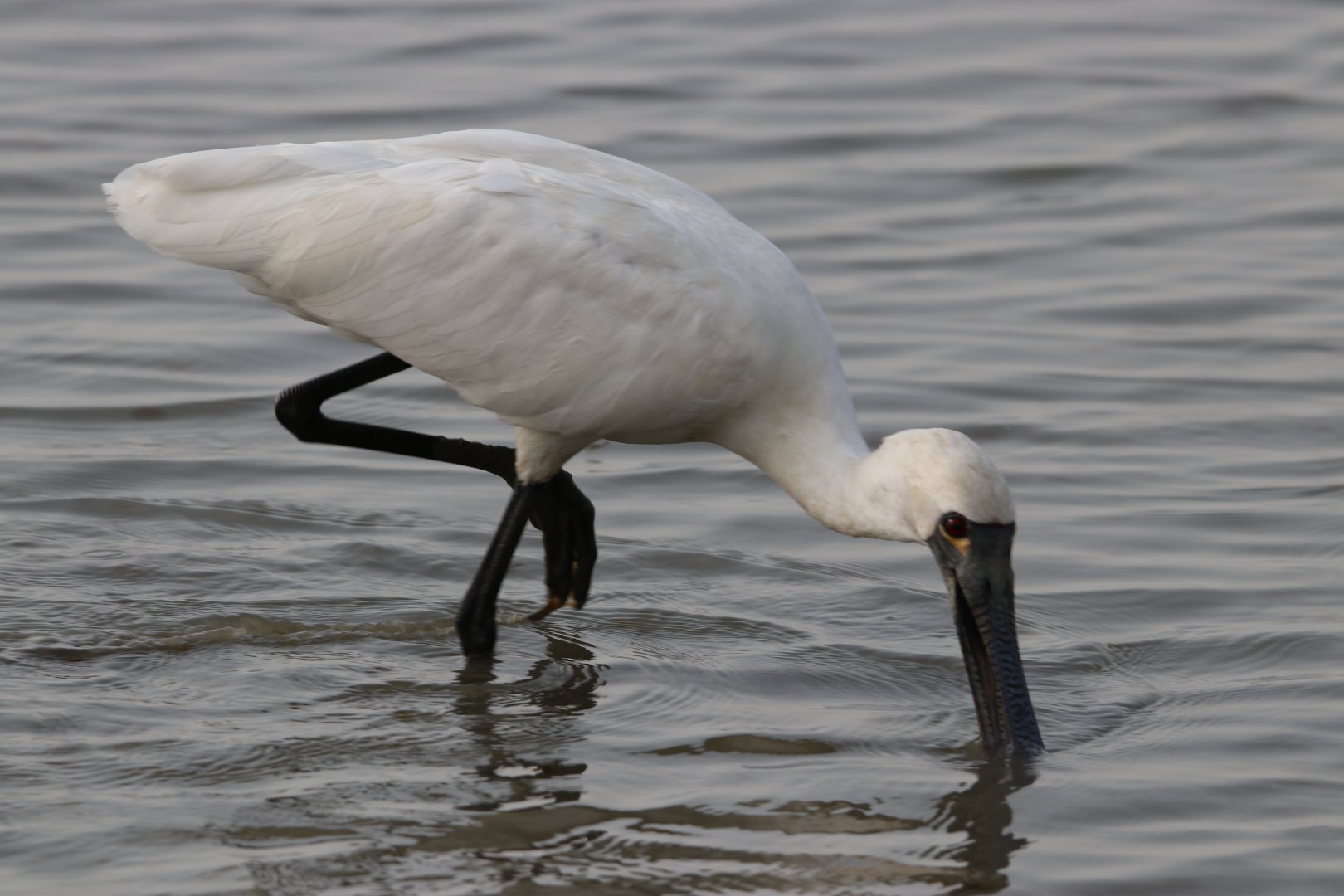 Black-faced Spoonbill
