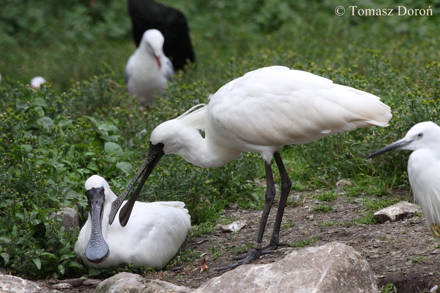 Black-faced Spoonbills (Platalea minor) - Probably only specimens outside A