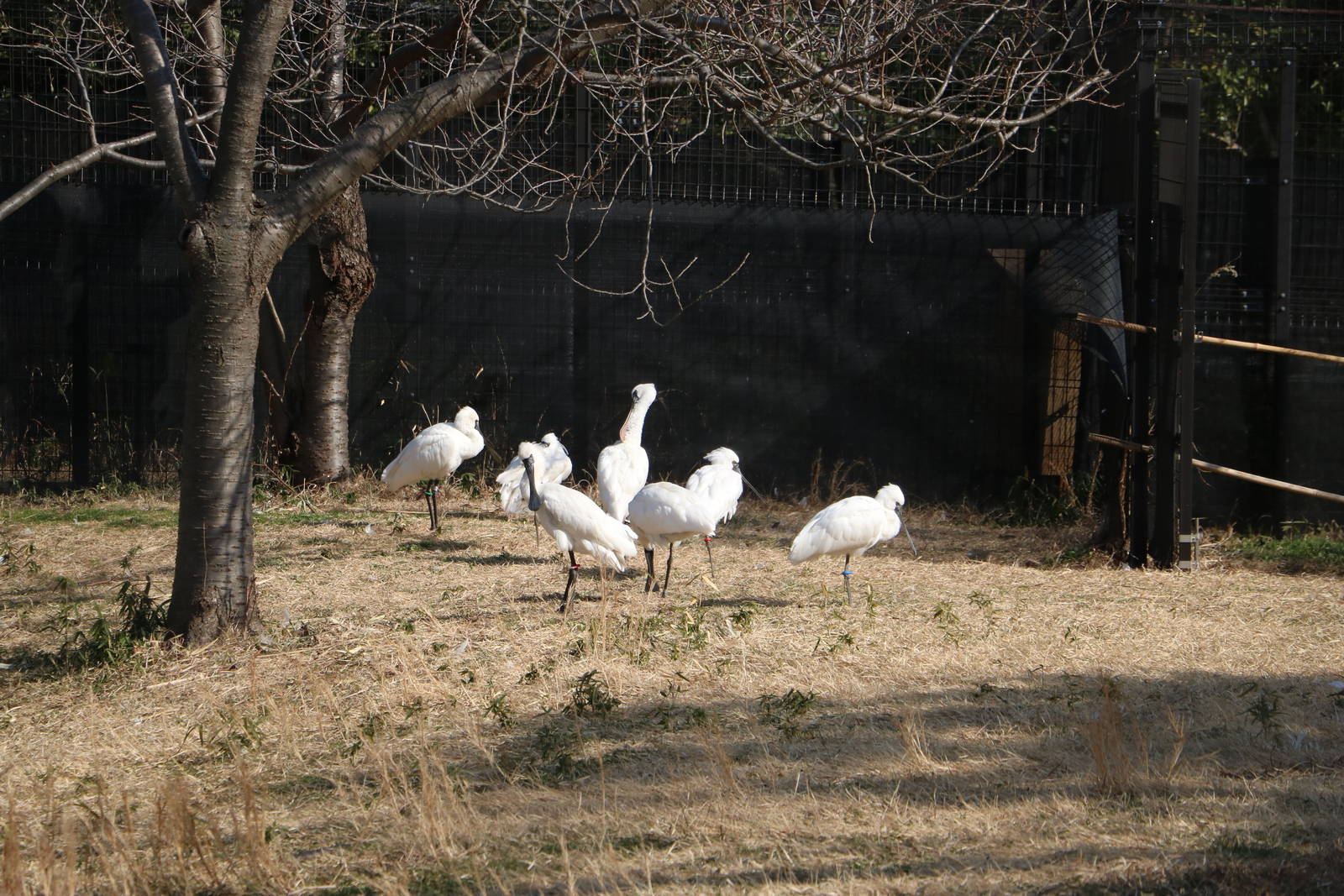 Black-faced spoonbills - Tokyo Sea Life Park, February 2016