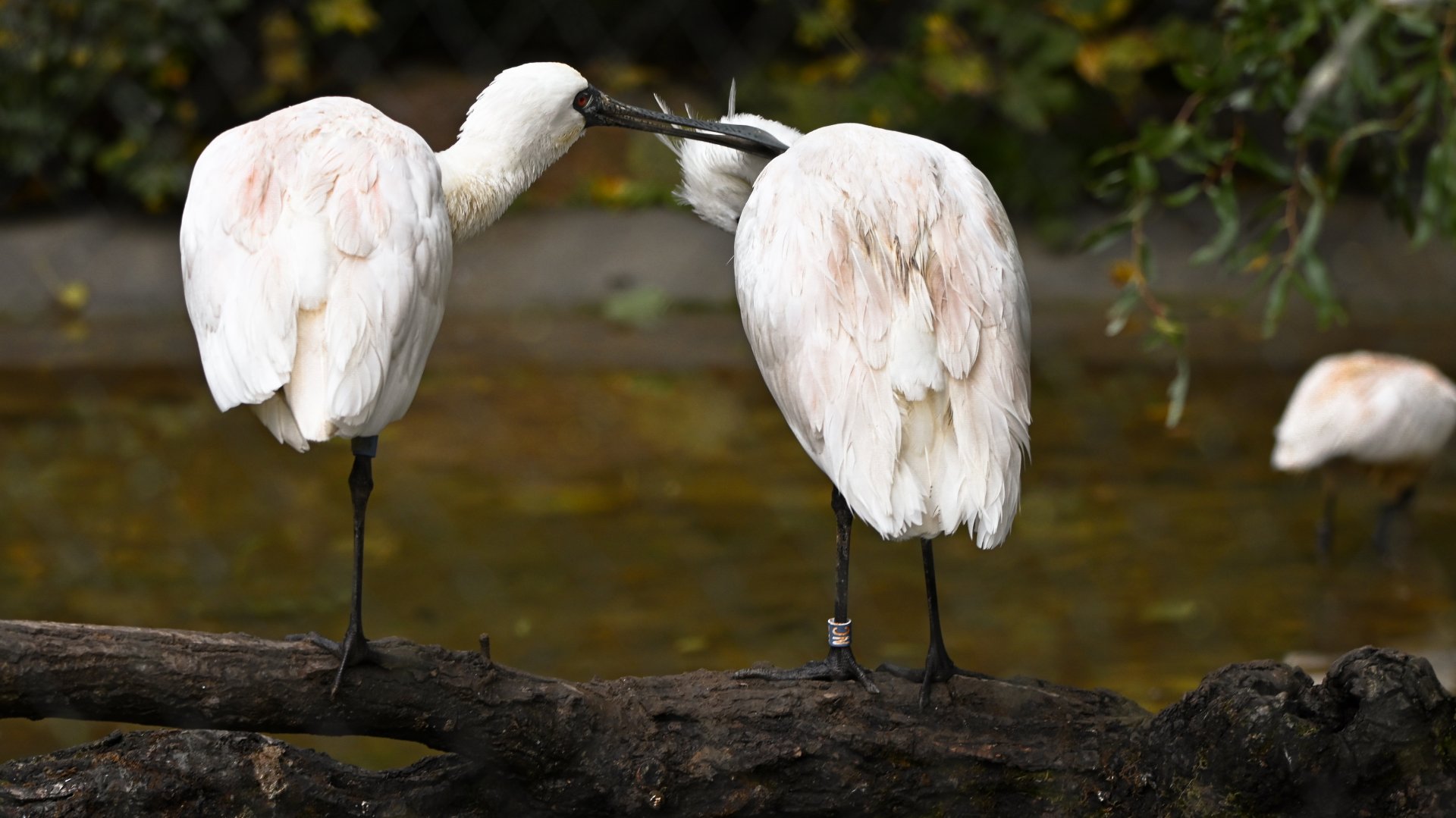 Black-faced spoonbills