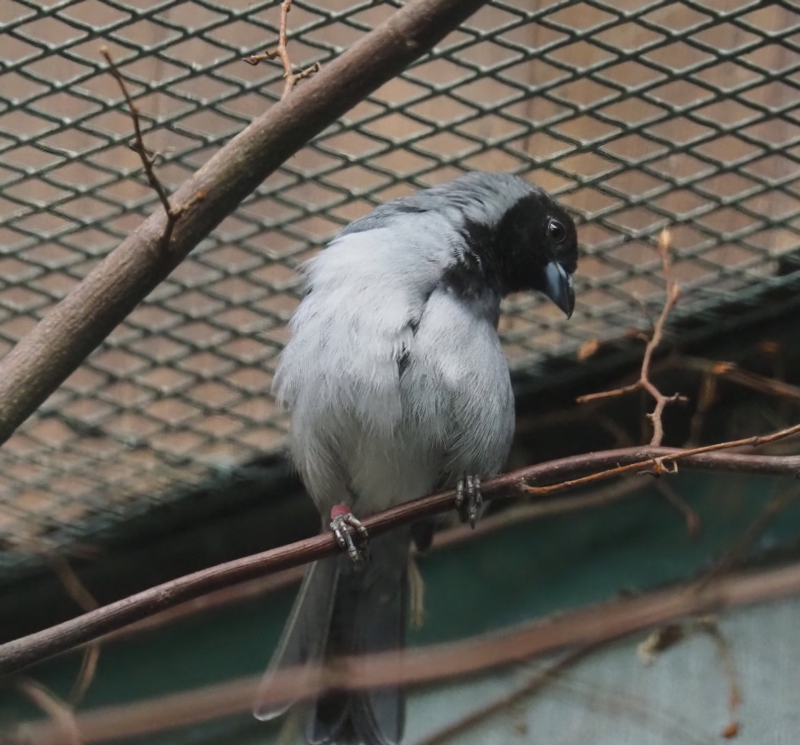 Black-faced tanager (Schistochlamys melanopis), 2024-05-22