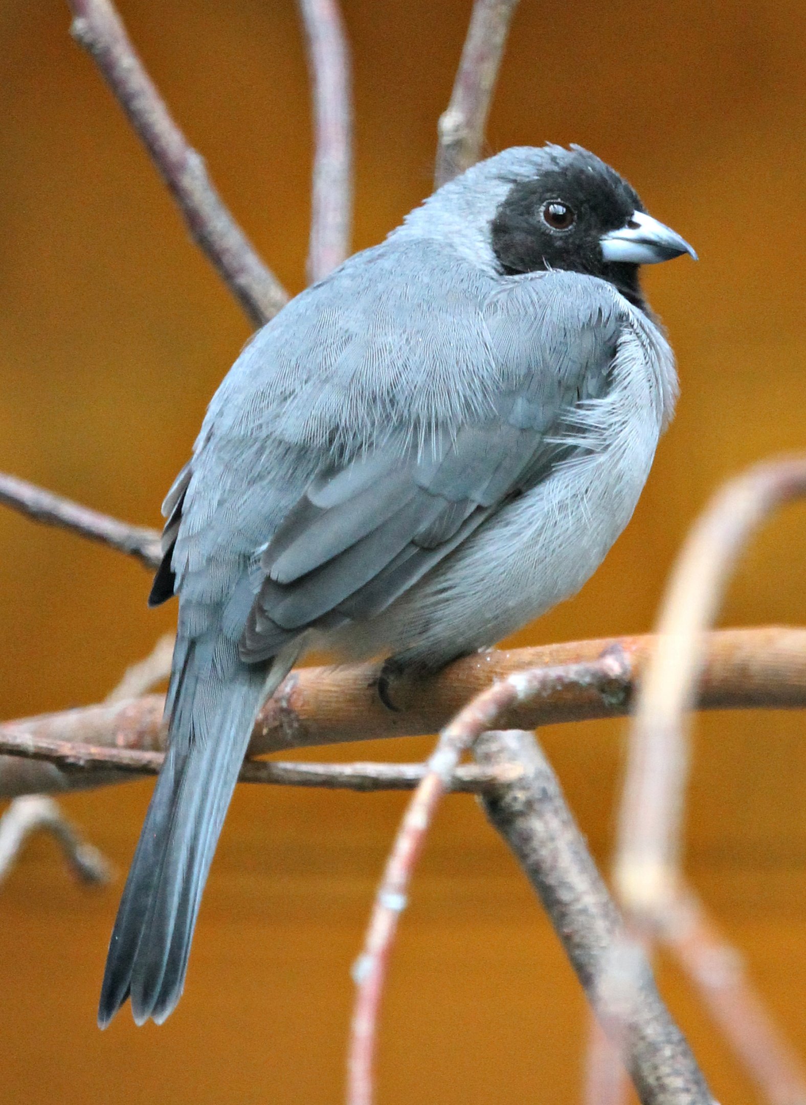 Black-faced tanager (Schistochlamys melanopis) - Pukara