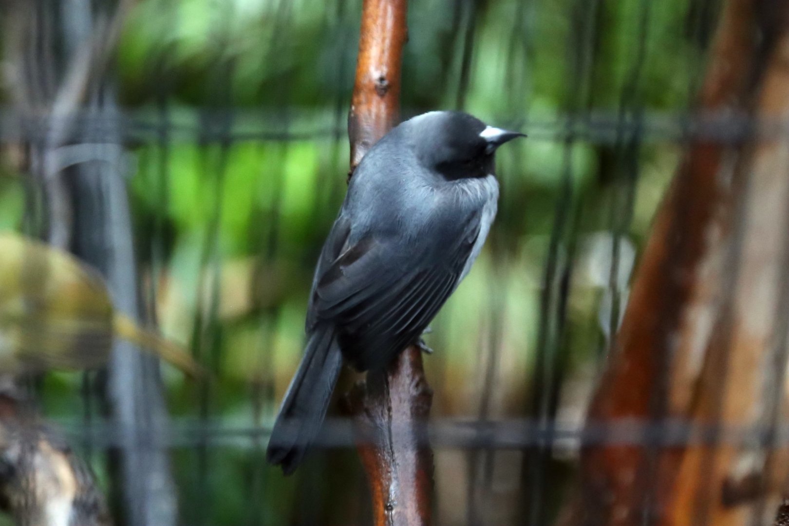 Black-faced Tanager (Schistochlamys melanopis)